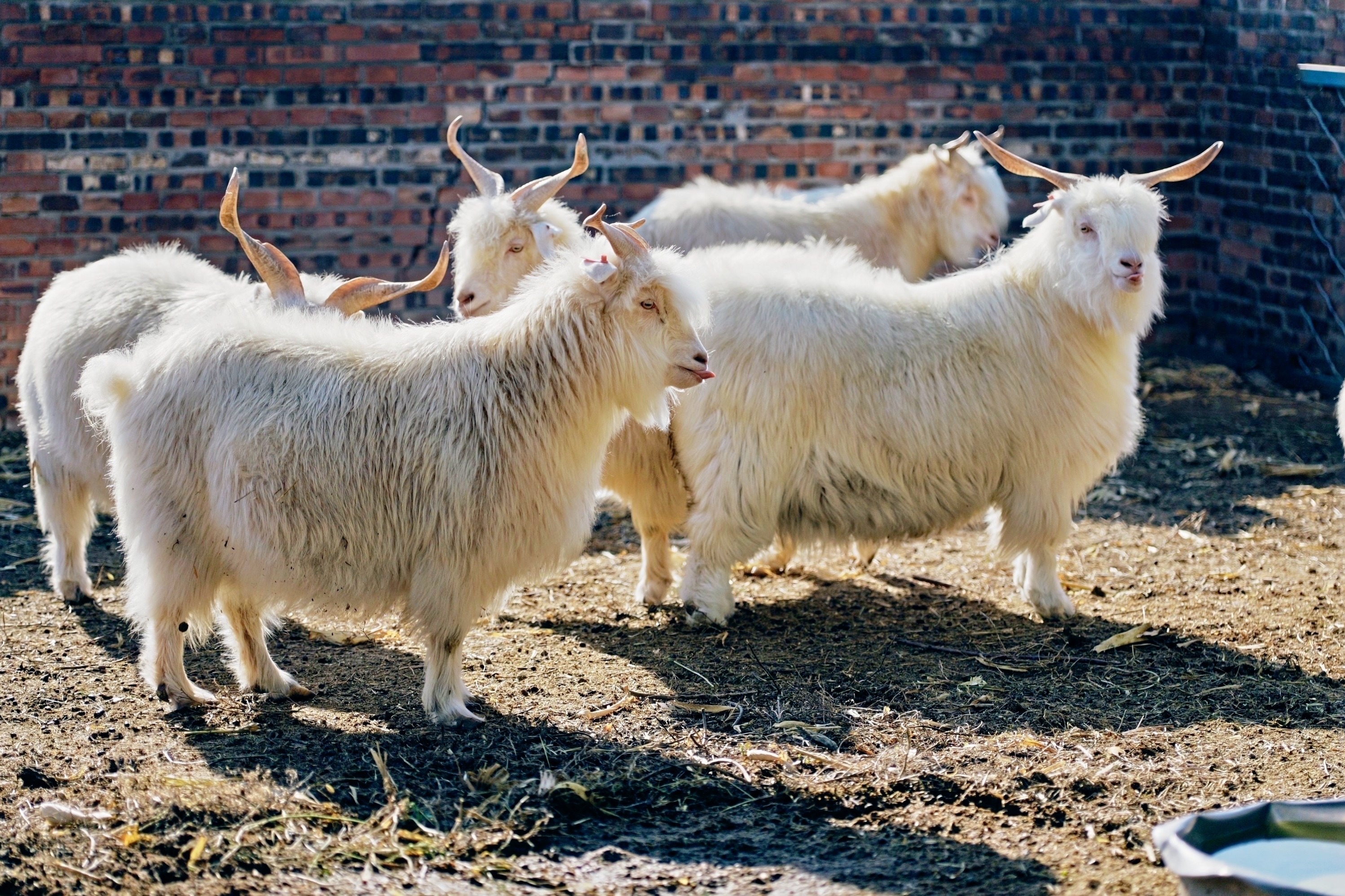 陕北高原牧韵长, 绒羊似雪漫丘梁