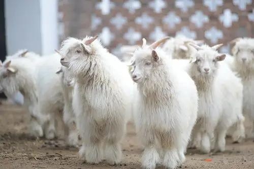 陕北高原牧韵长, 绒羊似雪漫丘梁