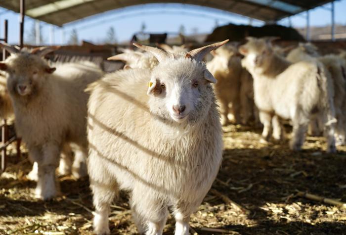 陕北高原牧韵长, 绒羊似雪漫丘梁
