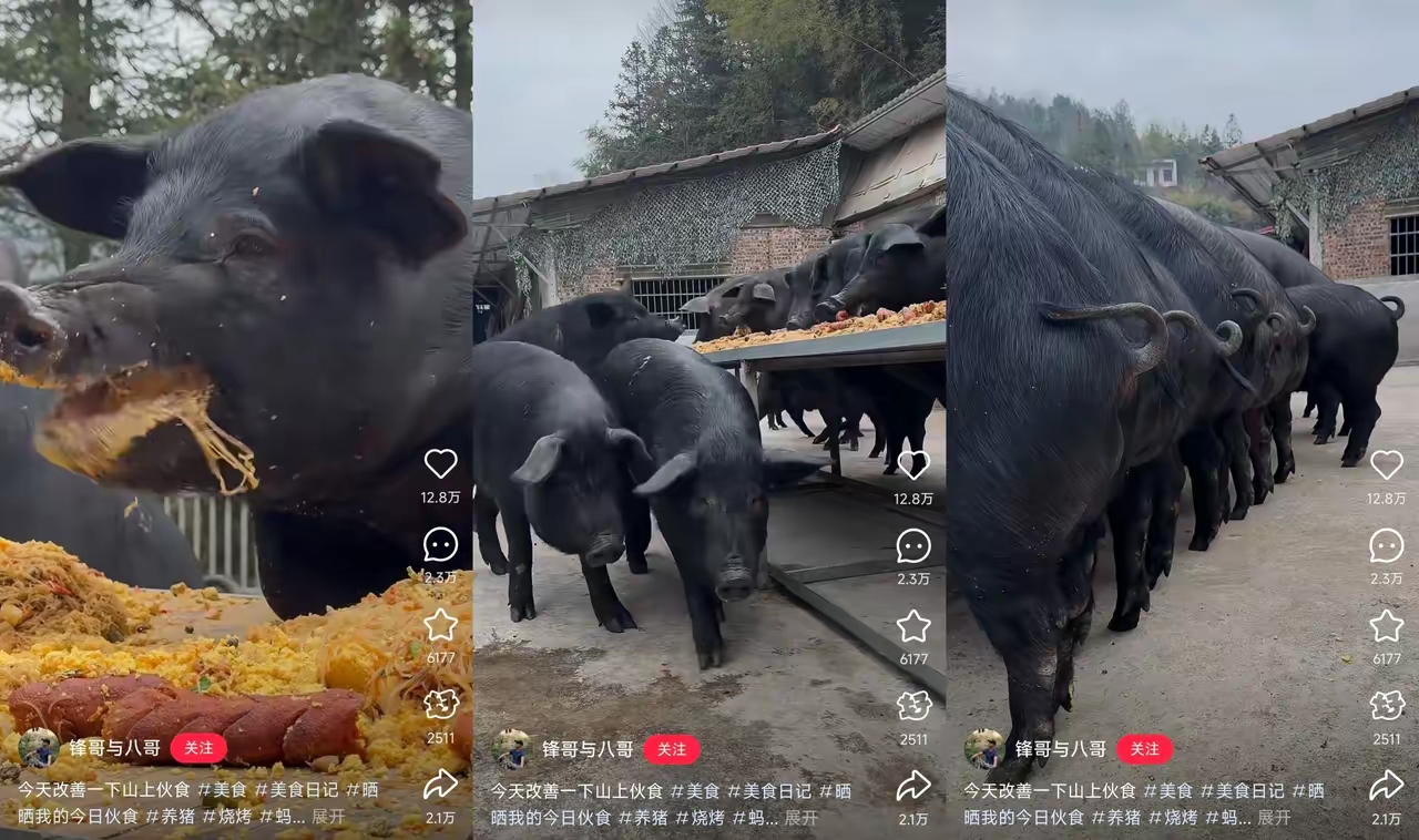 抖音猪槽吃饭=抖音猪吃饭的视频吧唧吧唧