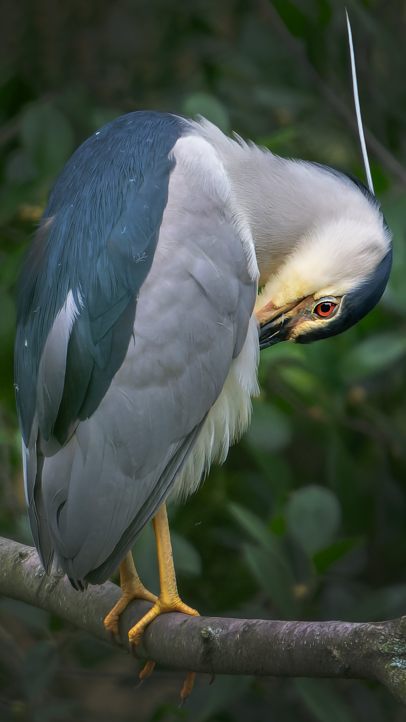 夏日自由行随手拍# 愤怒的大鸟