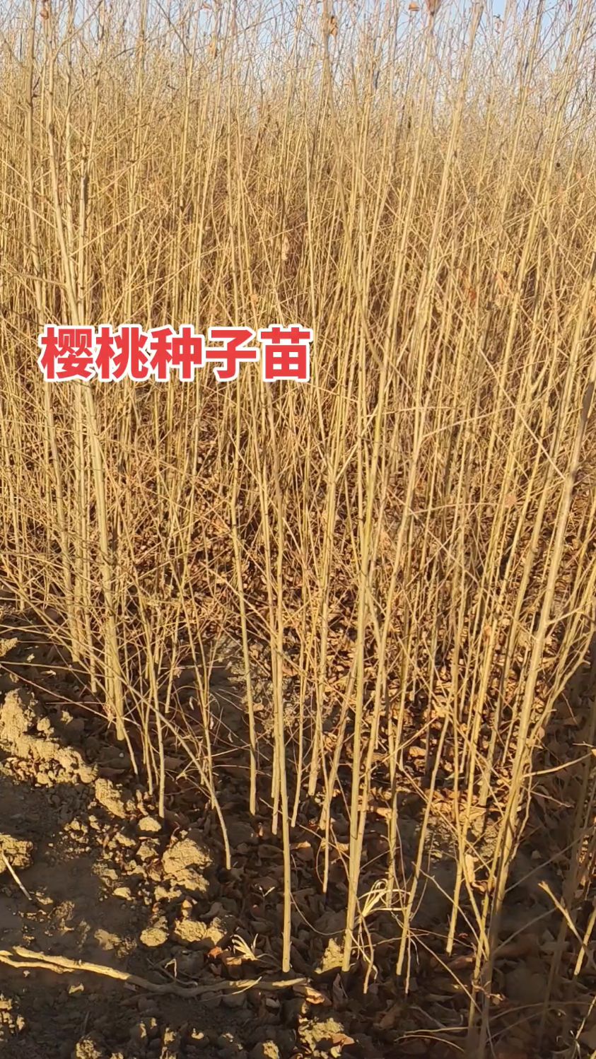 优质一年生樱桃实生苗!