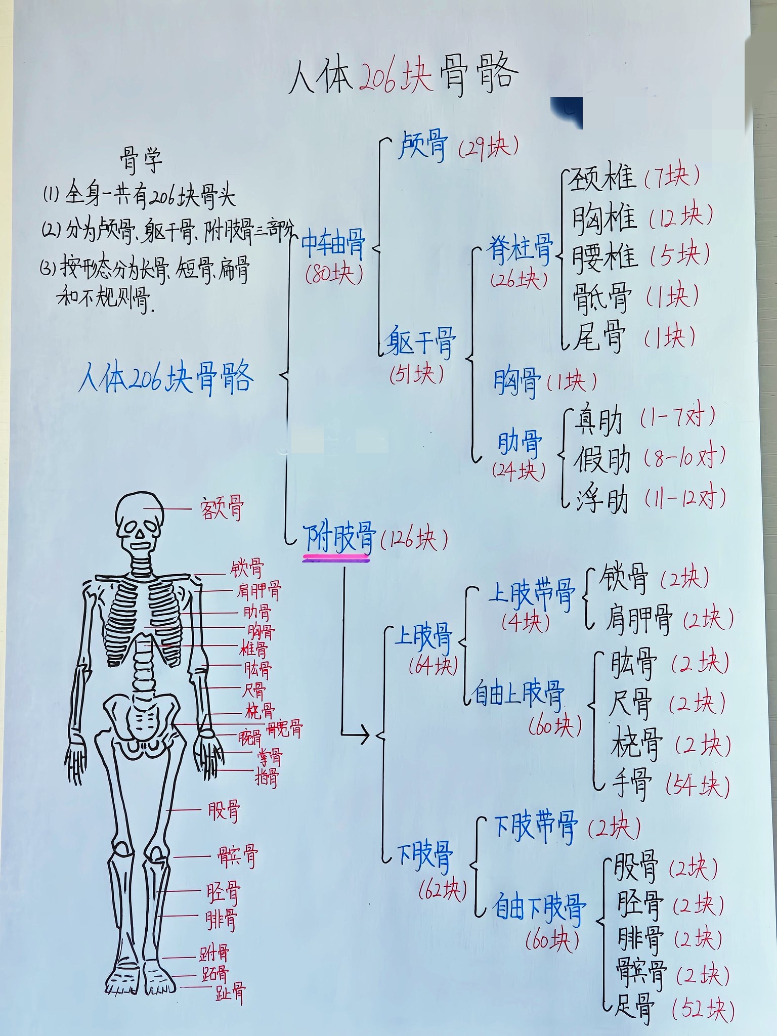 一图看懂人体206块骨骼#科普涨知识# #动态连更挑战