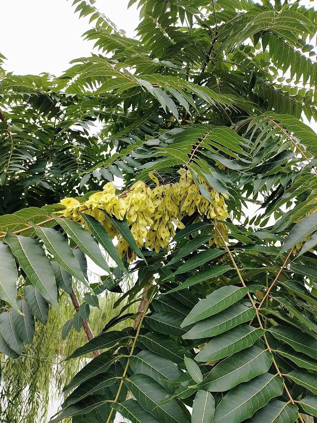 臭椿树是不是所谓的漆树啊?分不清地过来看了