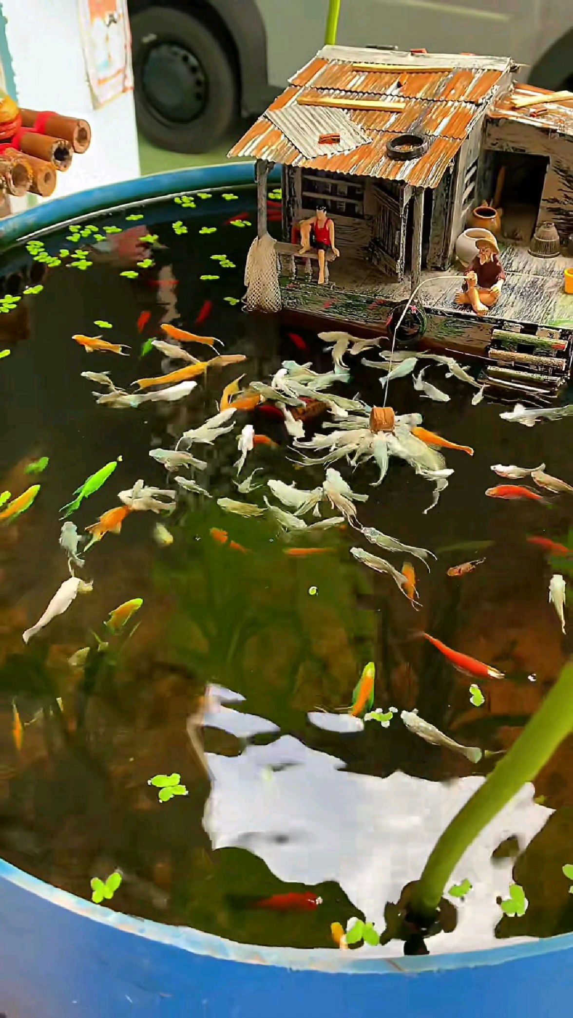 打造微型水乡渔屋,鱼群环绕的日常太绝了!