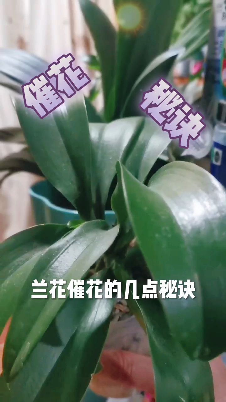 兰花催花技巧图片