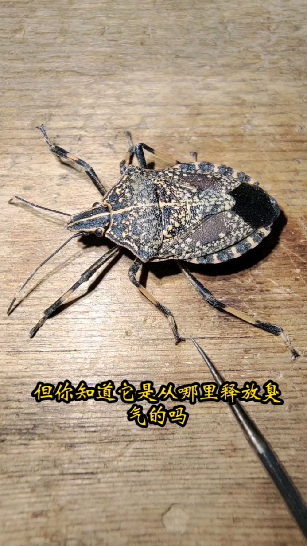 解锁臭屁虫身上气味的来源,让你看到它"放屁"的过程