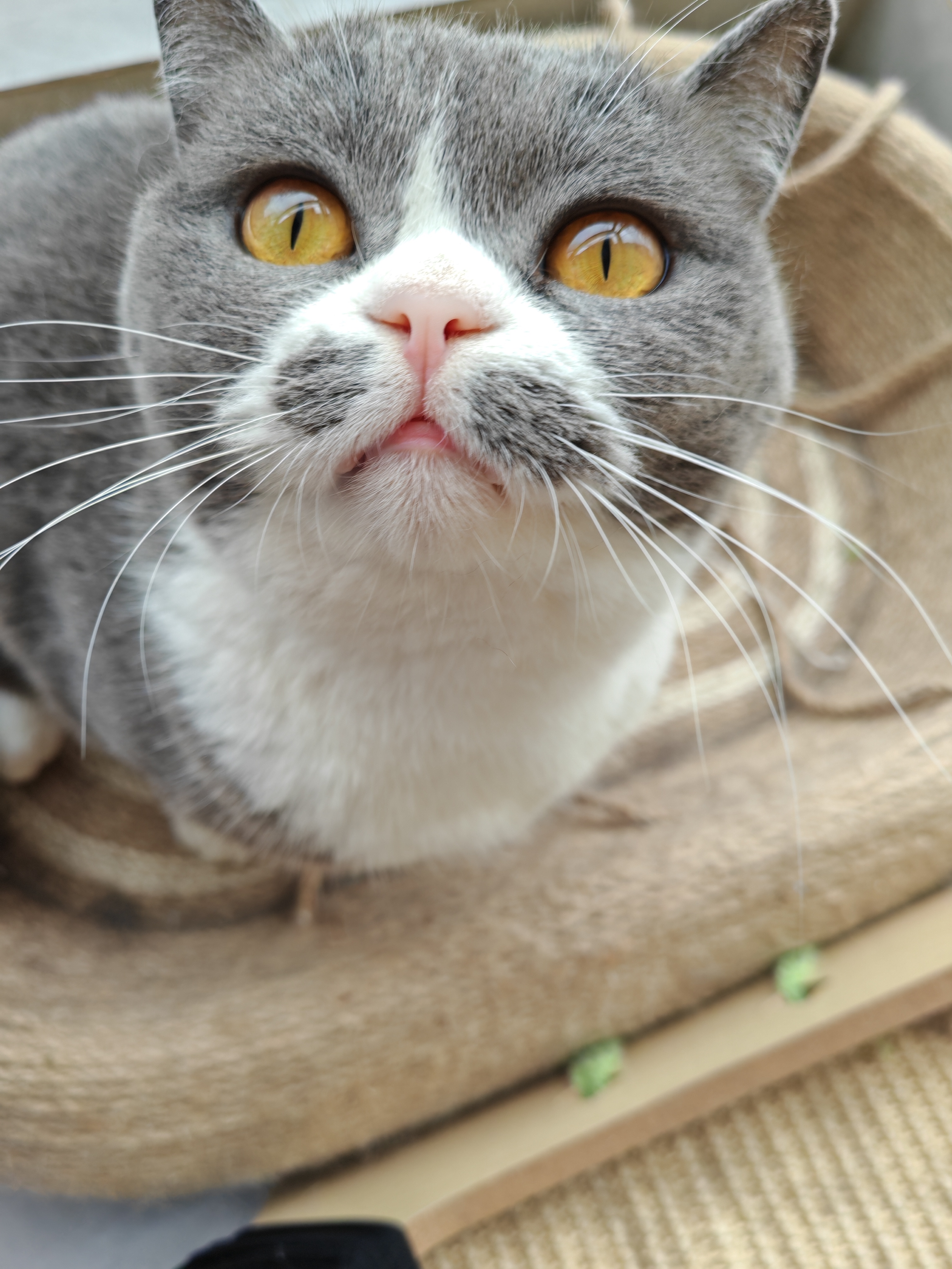 家里的猫咪们各有可爱模样