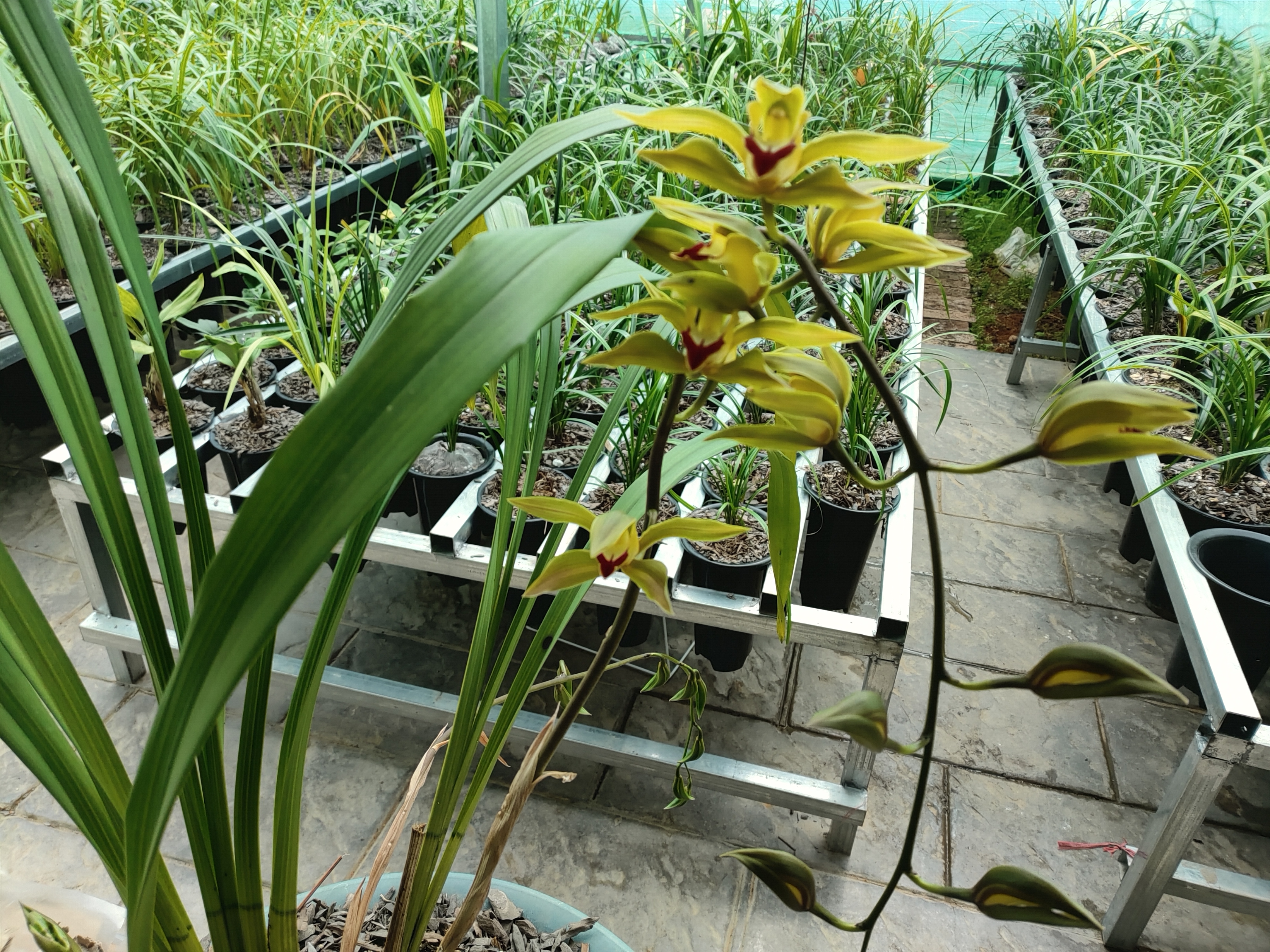 红嘴鸥虎头兰开品