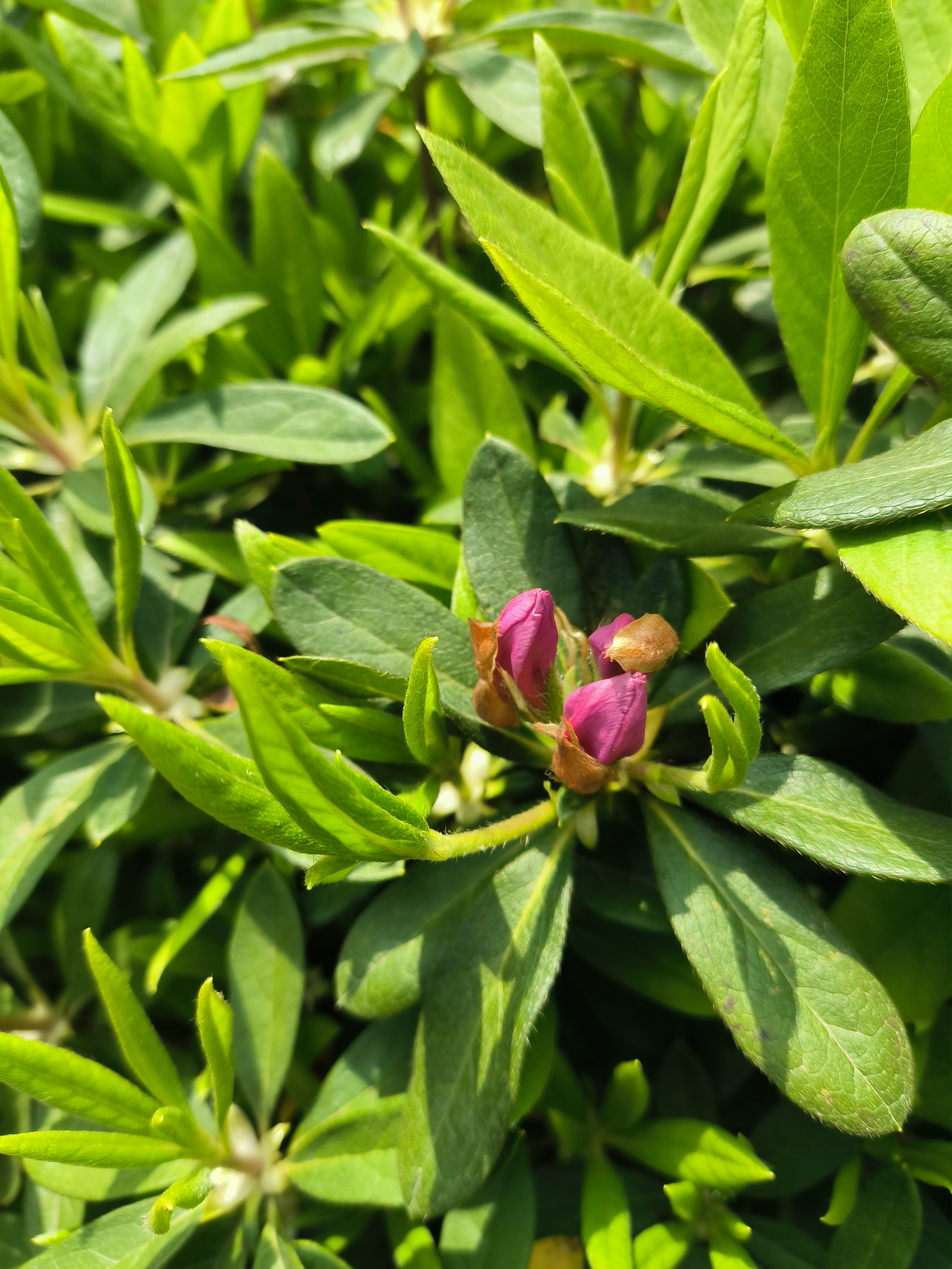 春满人间好时节,杜鹃花艳绿意鲜. #地标打卡挑战