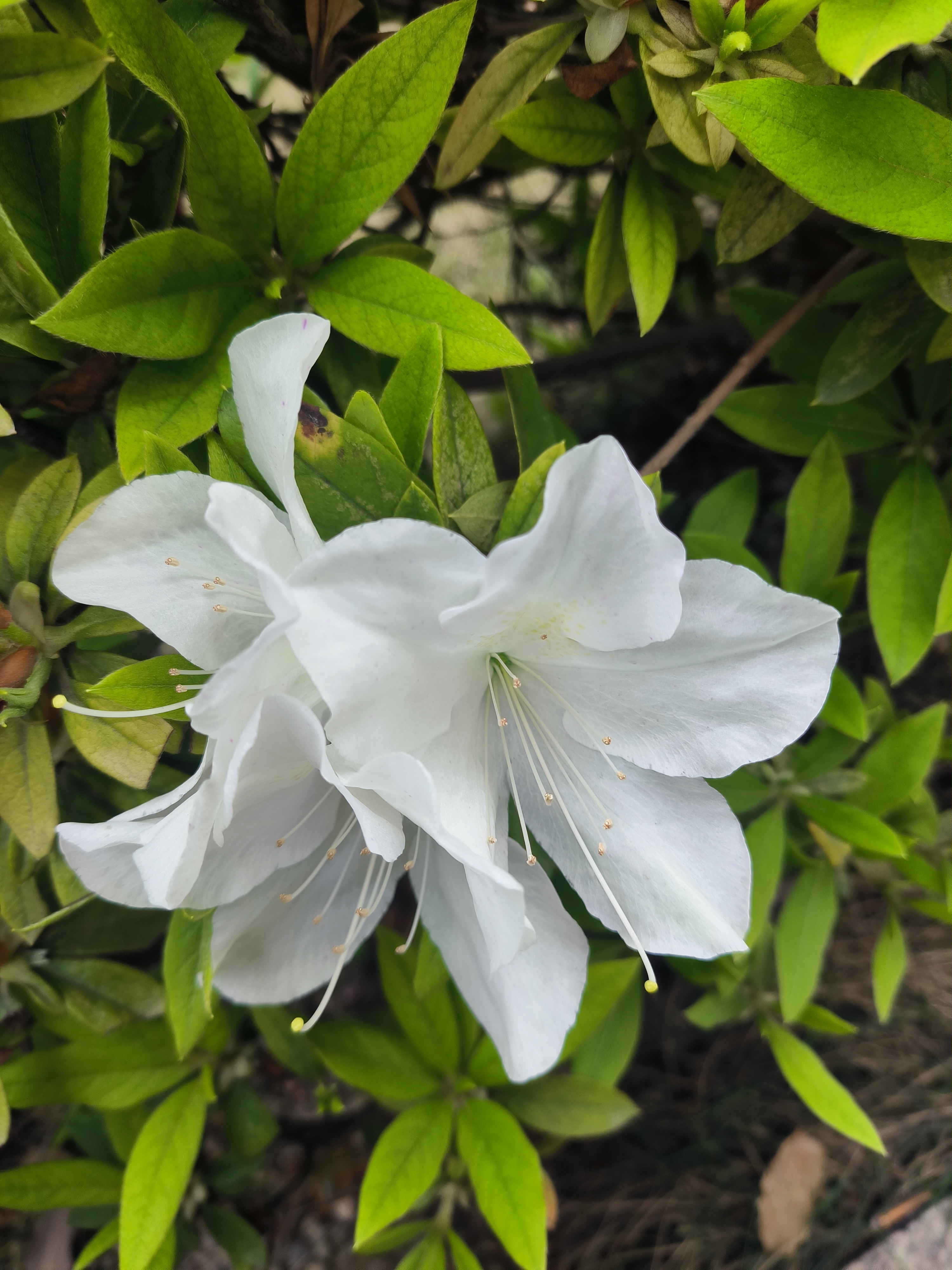 白色的杜鹃花你见过吗, 我倒是第一次见, 它们像是羞涩的小姑娘, 躲在