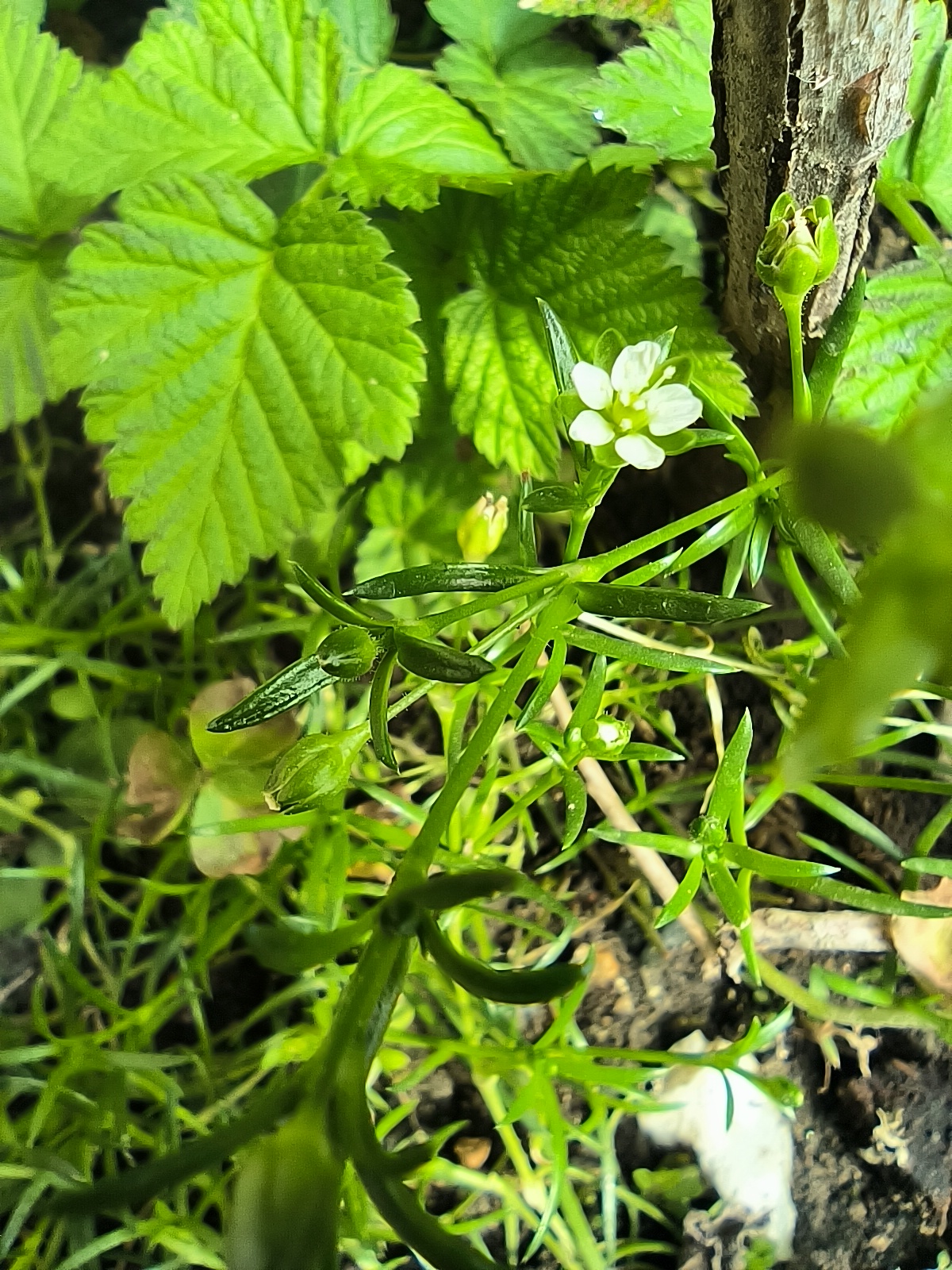 花盆里长满了漆姑草. 漆菇草是石竹科植物,全草长10