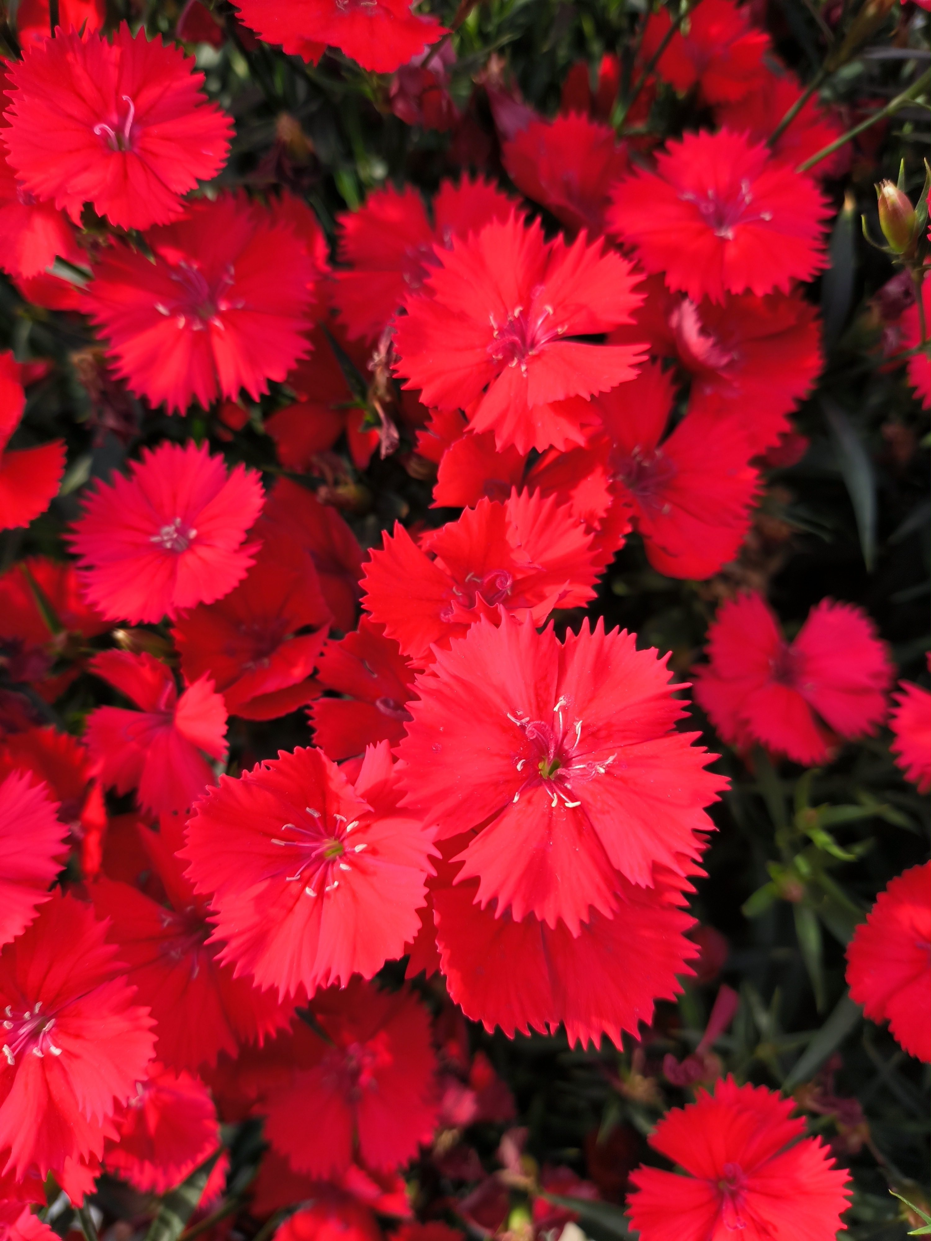 花瓣如裁剪精致的红绸,鲜艳夺目,在阳光下闪耀着生机