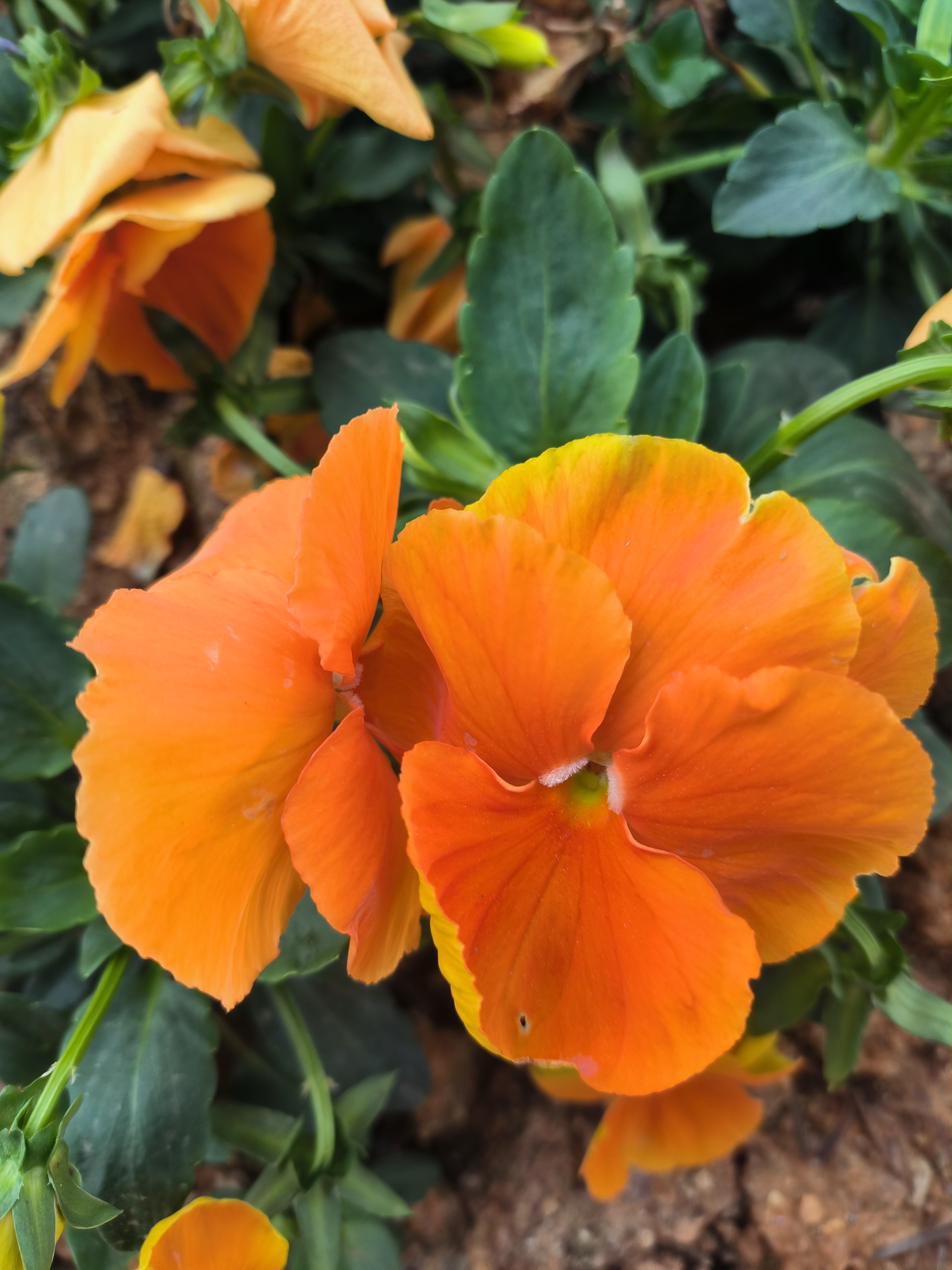 在路边,又遇见三色堇,橙色的花儿热烈绽放