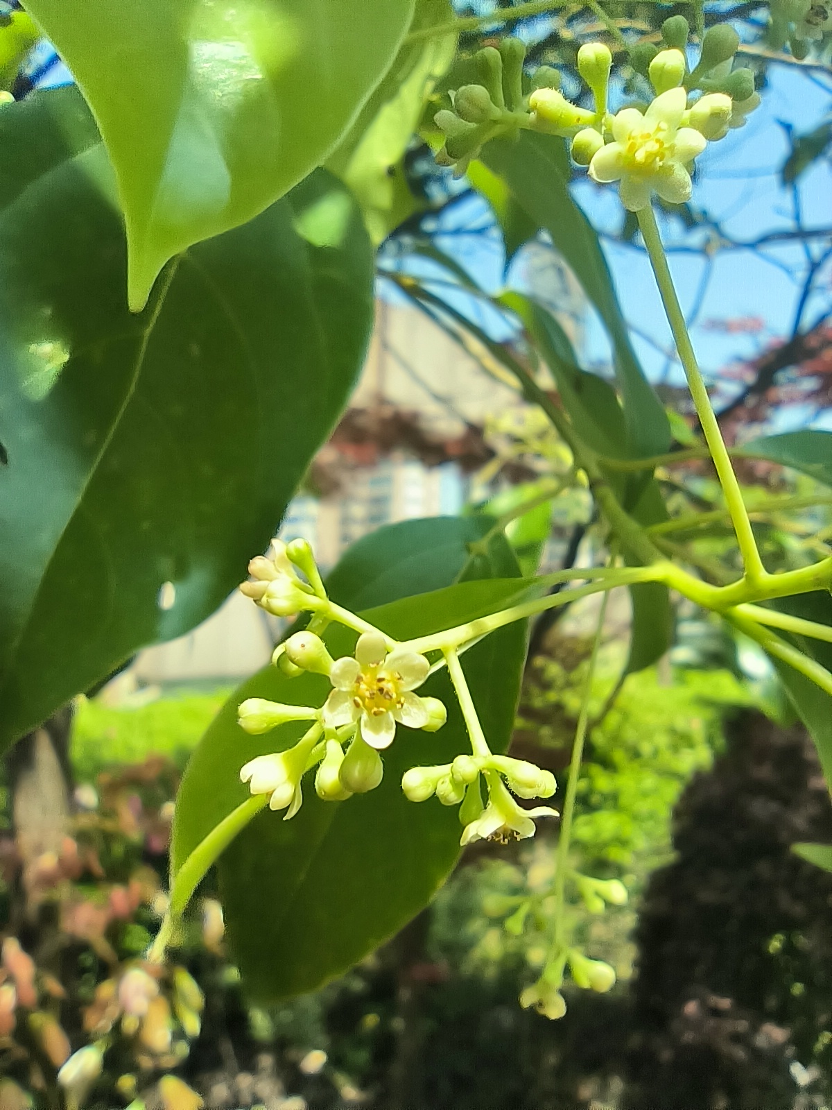 香樟树开花了,小小的花儿缀在绿叶之间,随着风轻轻摇曳