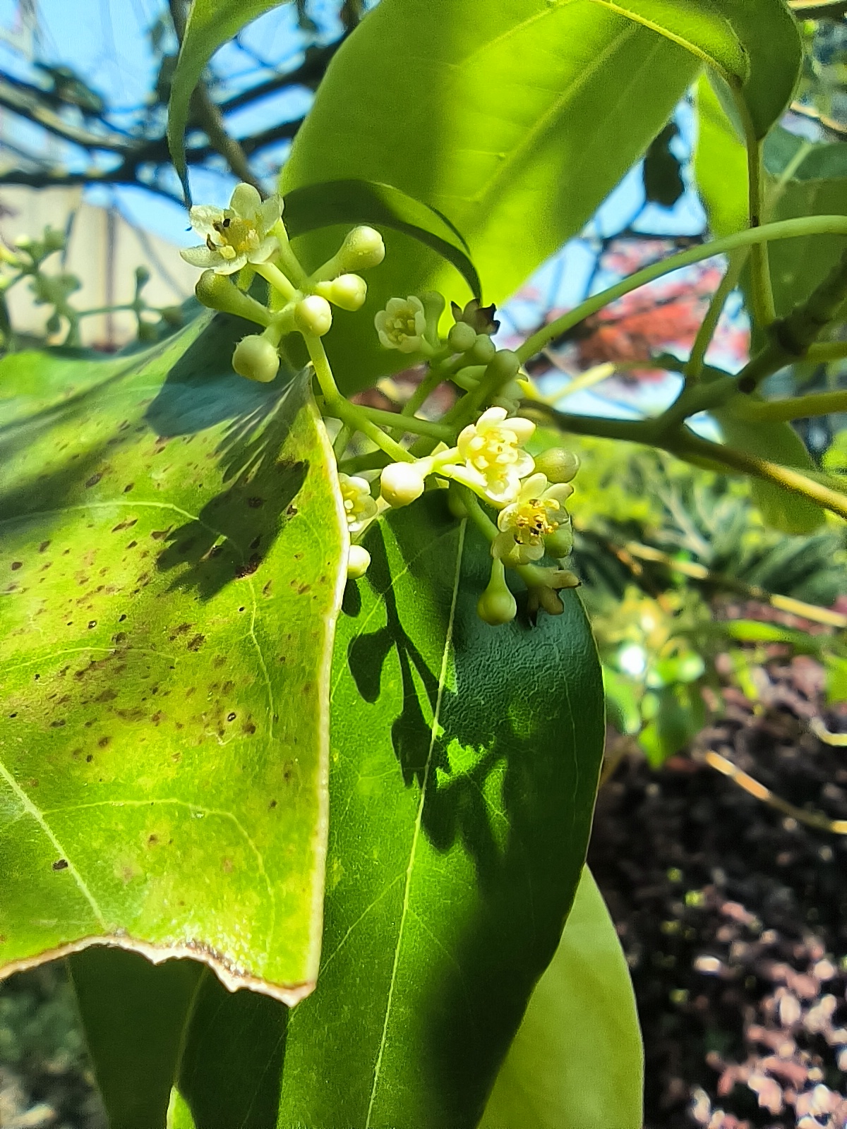 香樟树开花了,小小的花儿缀在绿叶之间,随着风轻轻摇曳