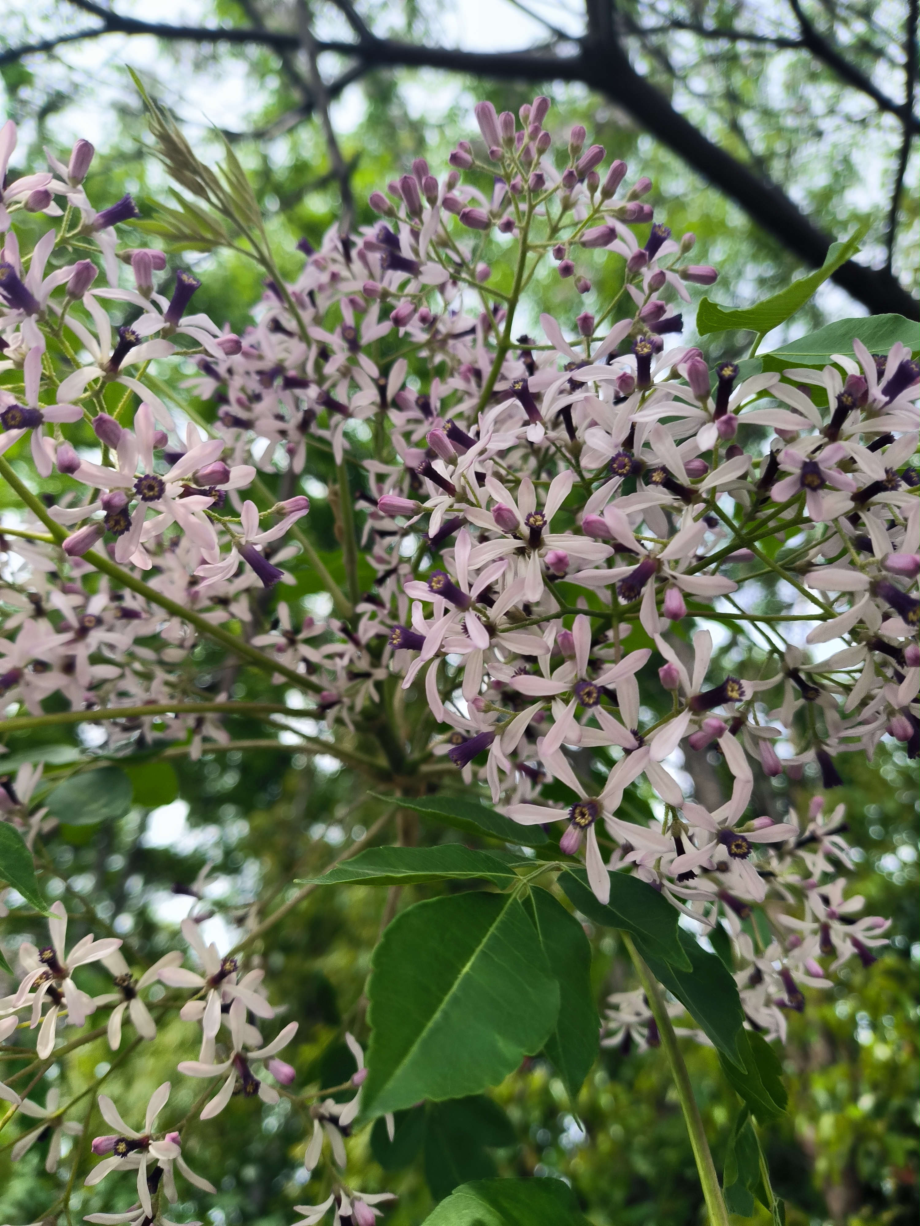 这就是楝树,又名苦楝树,紫花树(江苏),森树