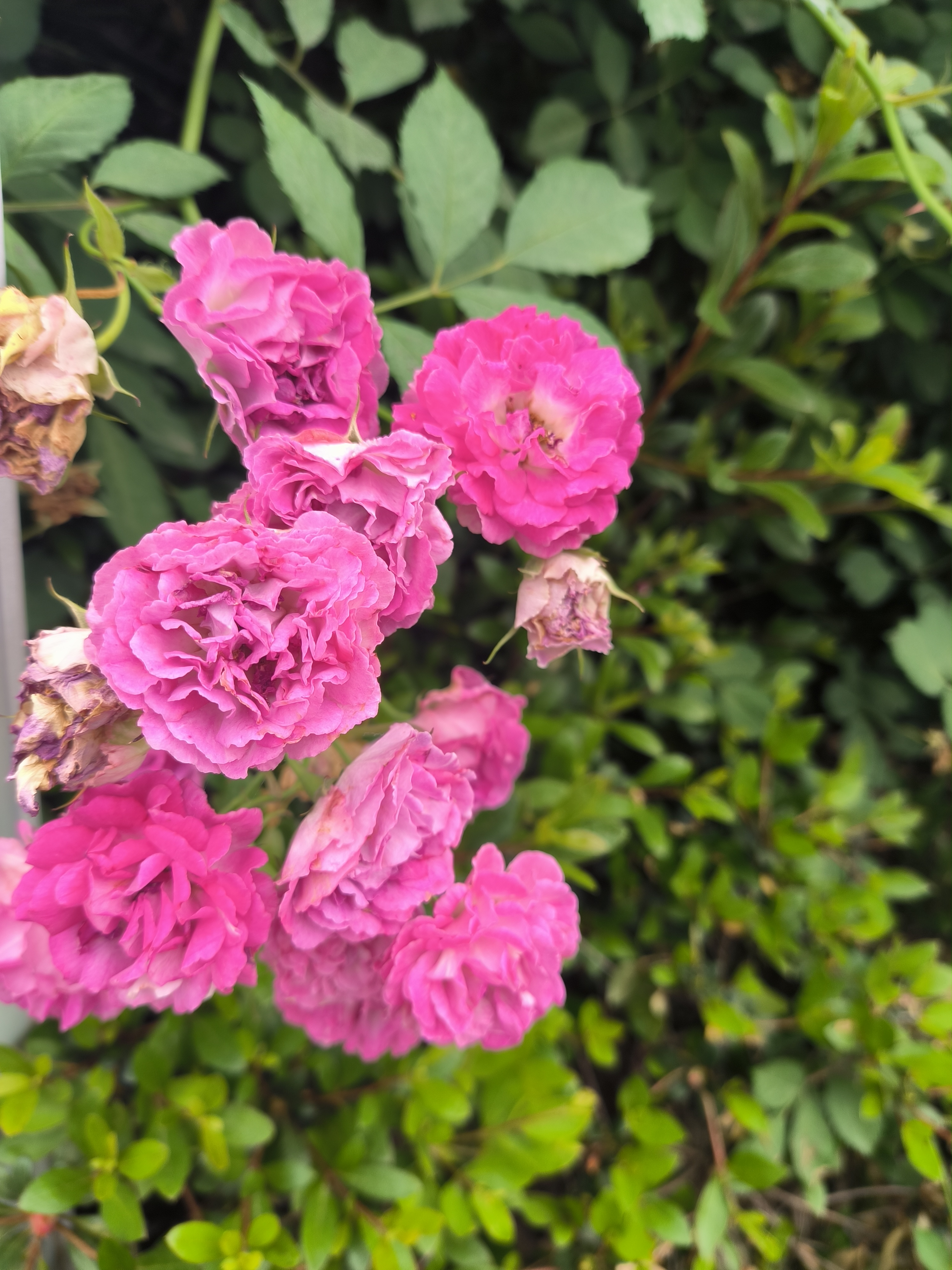 粉色的蔷薇开满了院子. 它们一朵朵一簇簇地绽放在绿叶之间