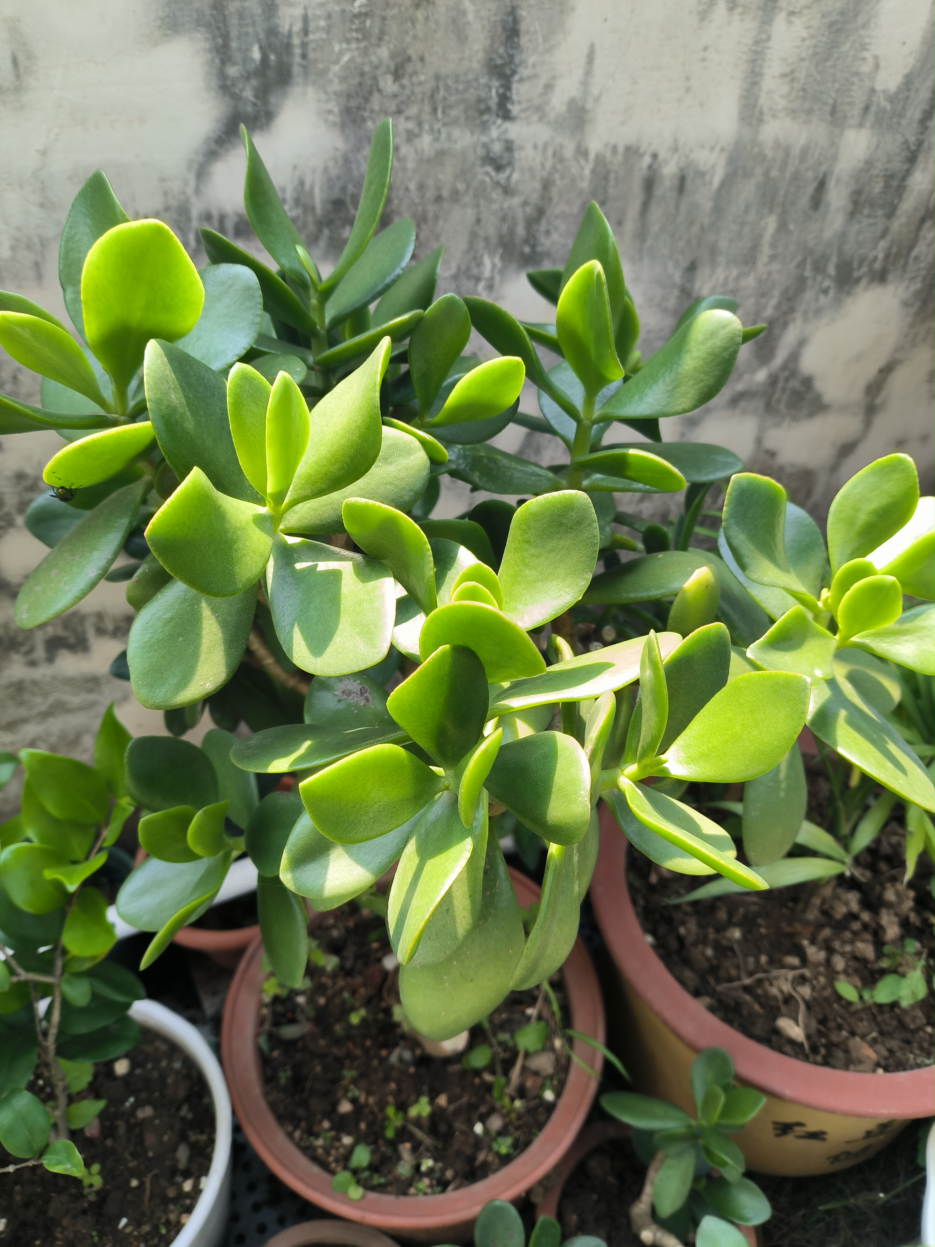 绿油油的叶子,长势也好. 阳光在叶片上跳跃, 仿佛在和我捉迷藏