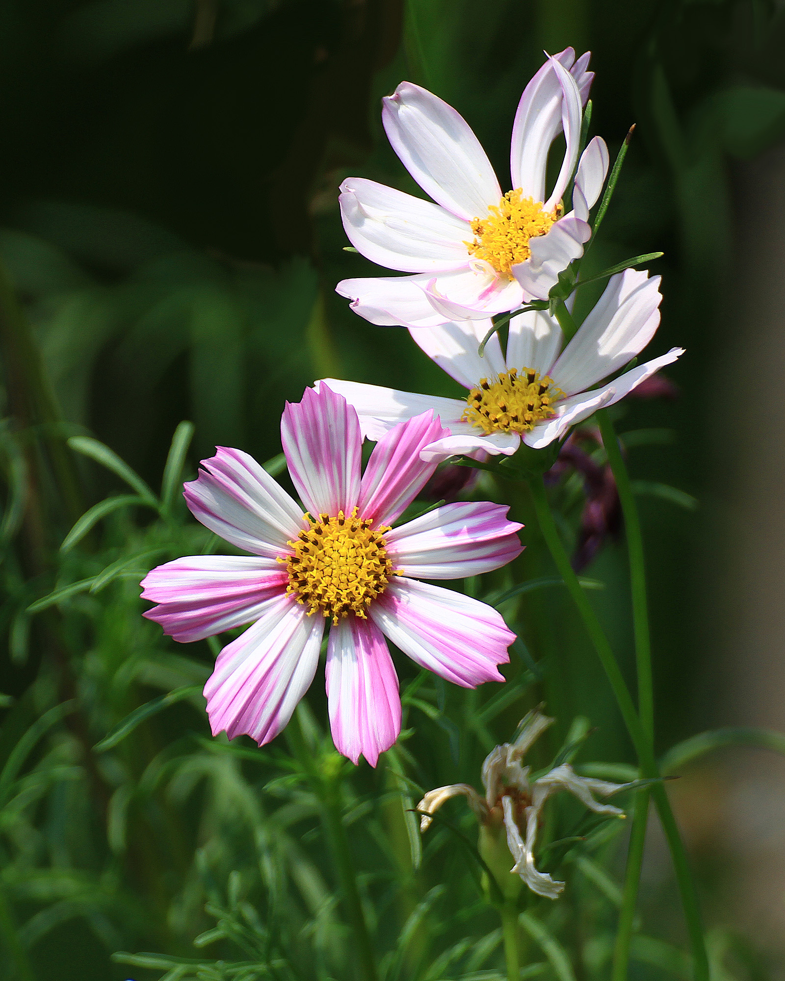 夏天的格桑花真美啊, 这粉粉嫩嫩的颜色,好可爱