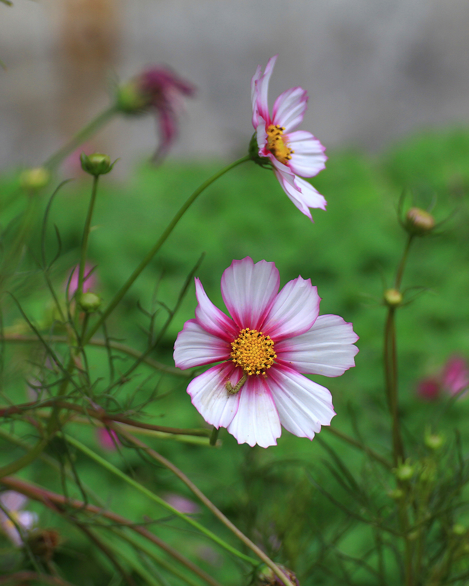 夏天的格桑花真美啊, 这粉粉嫩嫩的颜色,好可爱