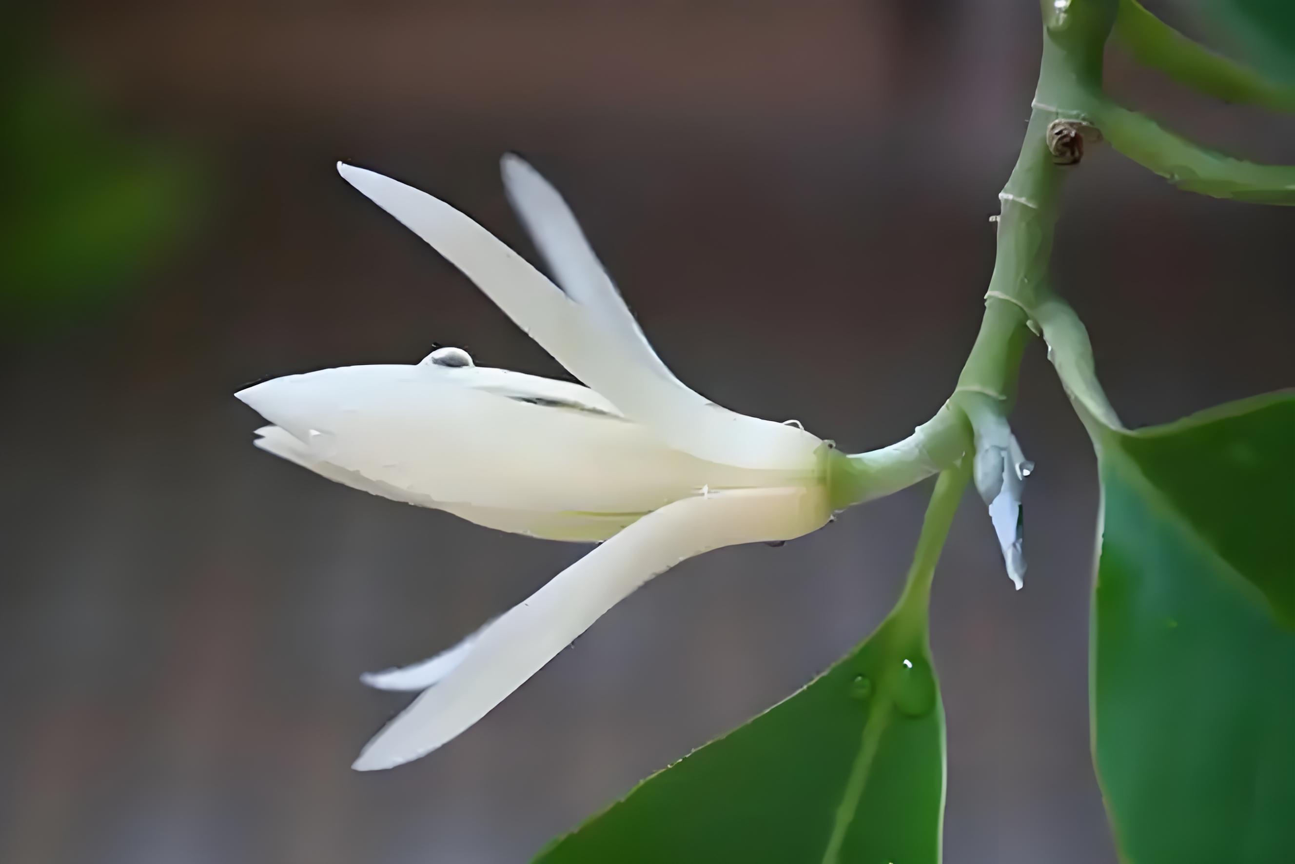 小小的花儿如白玉一般, 有着令人喜欢的纯洁, 花儿在枝头绽放, 有一