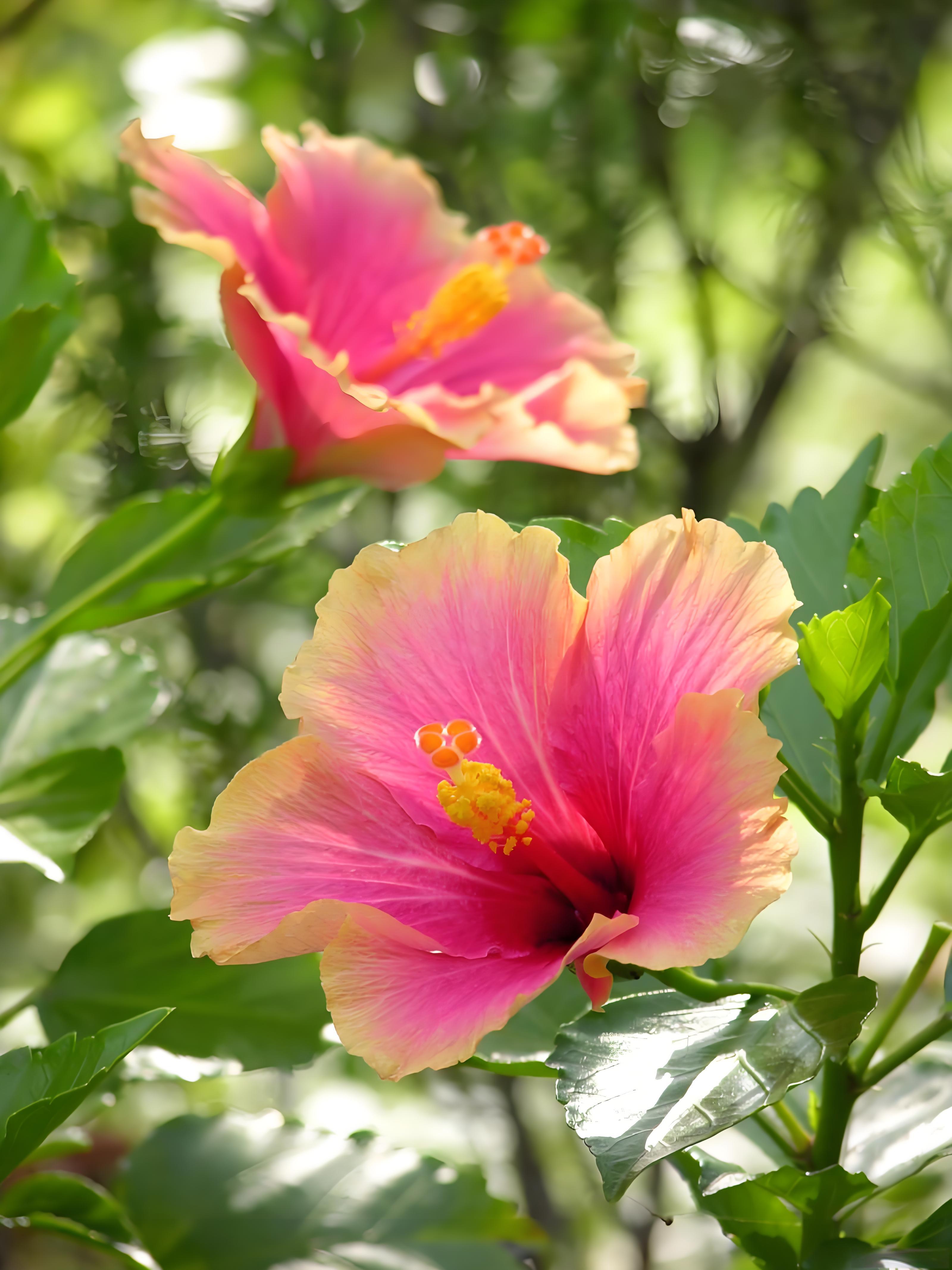 朱槿花开,粉与橙晕染,似把阳光揉进花瓣