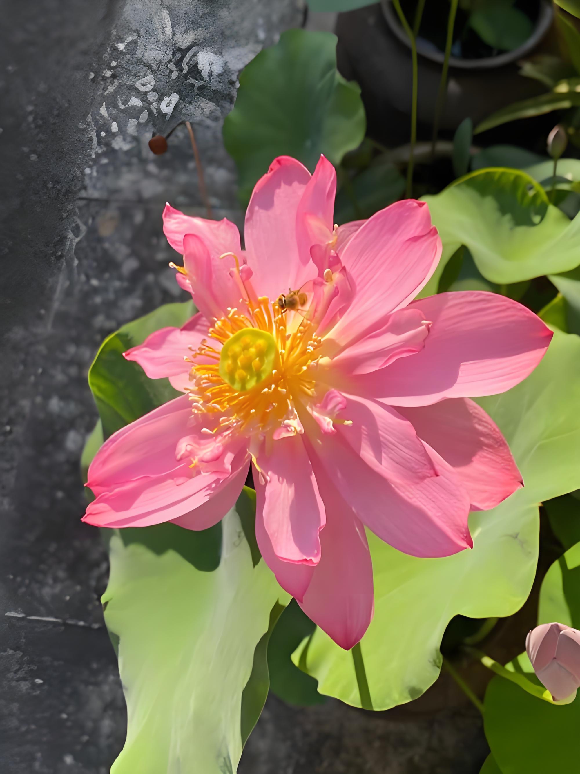 在一处小院角落,遇见一朵荷花绽露娇颜