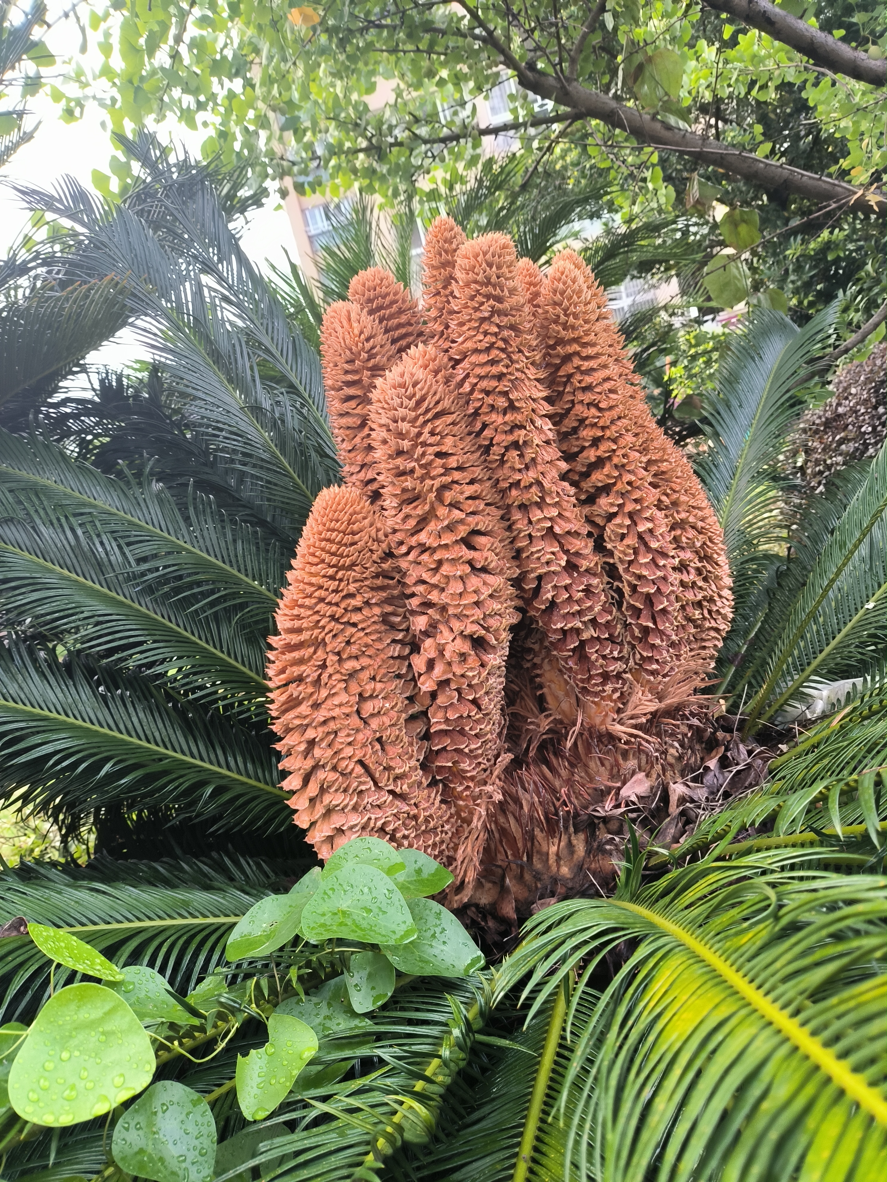 在我的窗台上,铁树开花了,在绿意间托出棕红塔状花苞,像是沉默岁月里