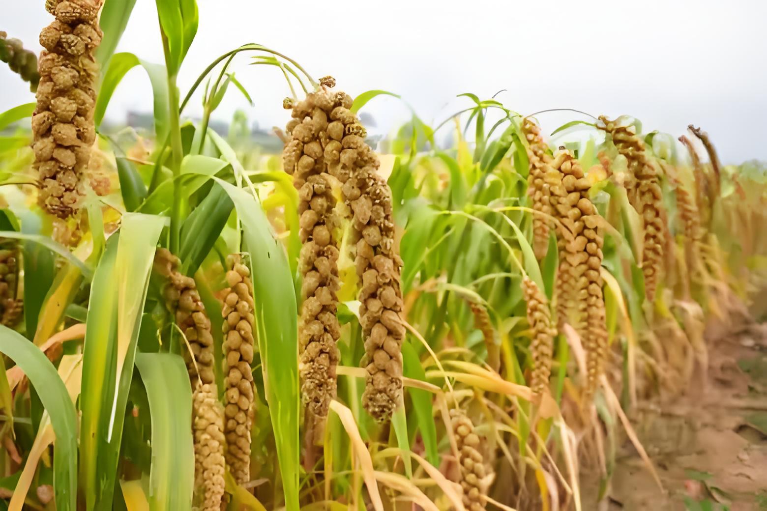 绿茎托着金黄的期盼, 每颗谷粒, 都藏着丰收的甜