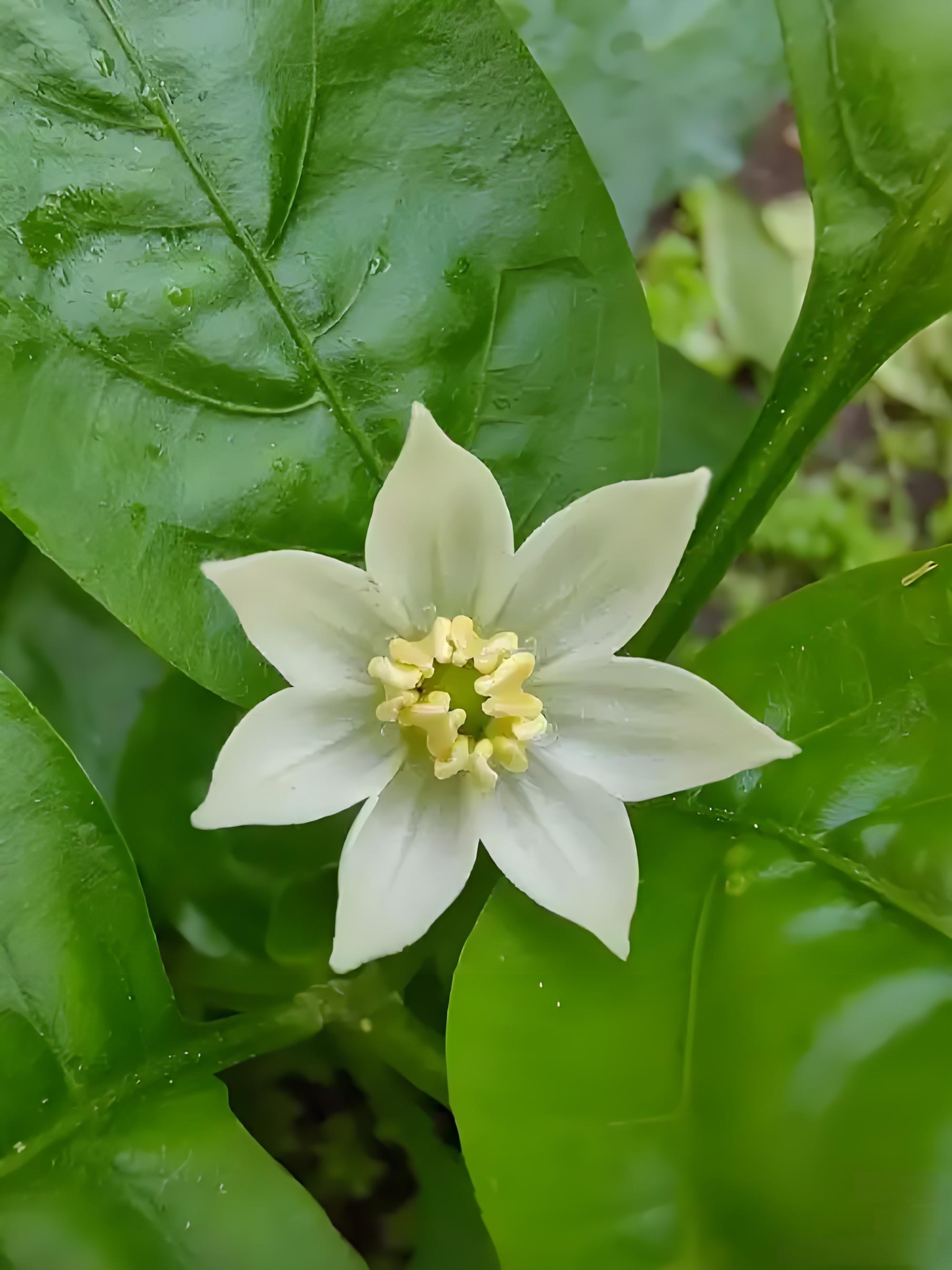 小小的白花缀在绿叶之间, 开得温婉可爱, 不同的辣椒花儿稍微有些不