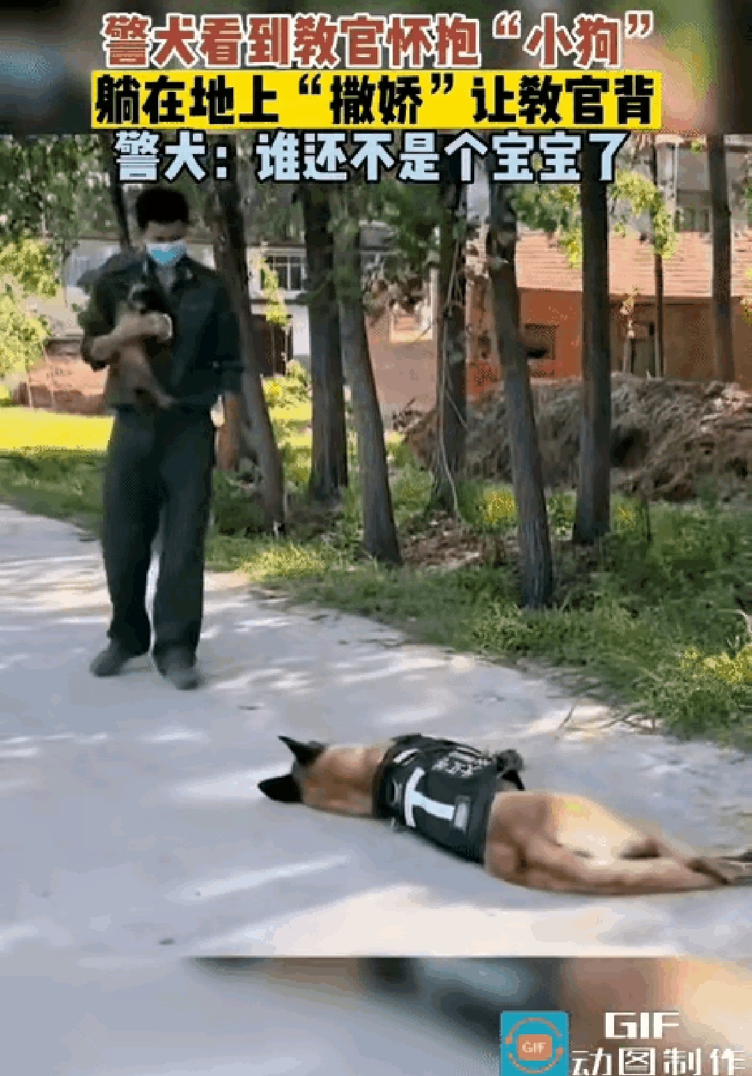 网友羡慕了警犬看到自己的教官怀里抱着一个小狗狗顿时觉得自己的