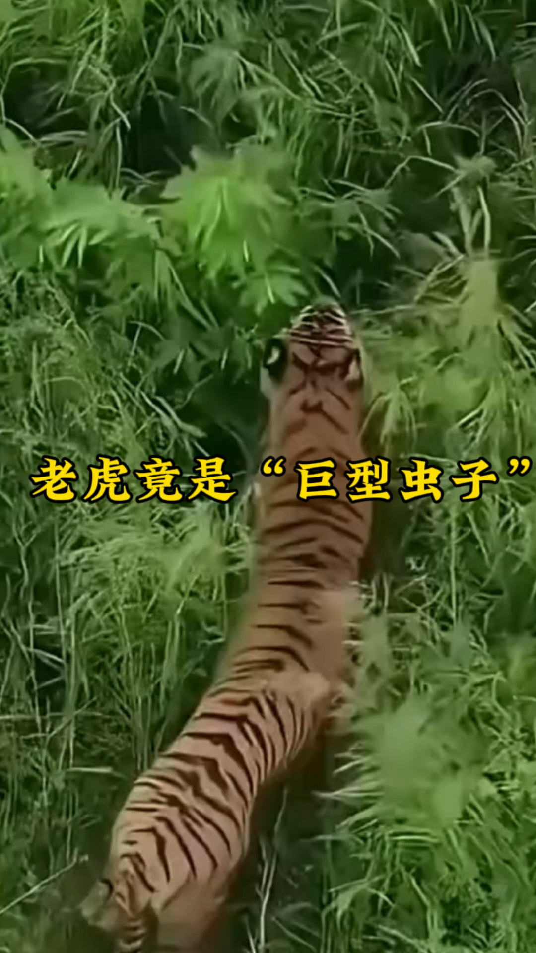 颠覆认知,老虎竟是巨型虫子?武松打虎另有隐情