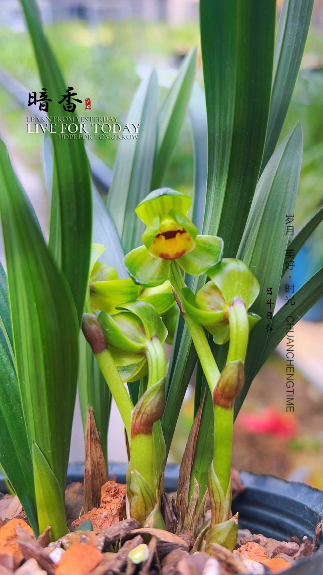 兰花玉玲珑,幽幽兰花香,现在带花苞