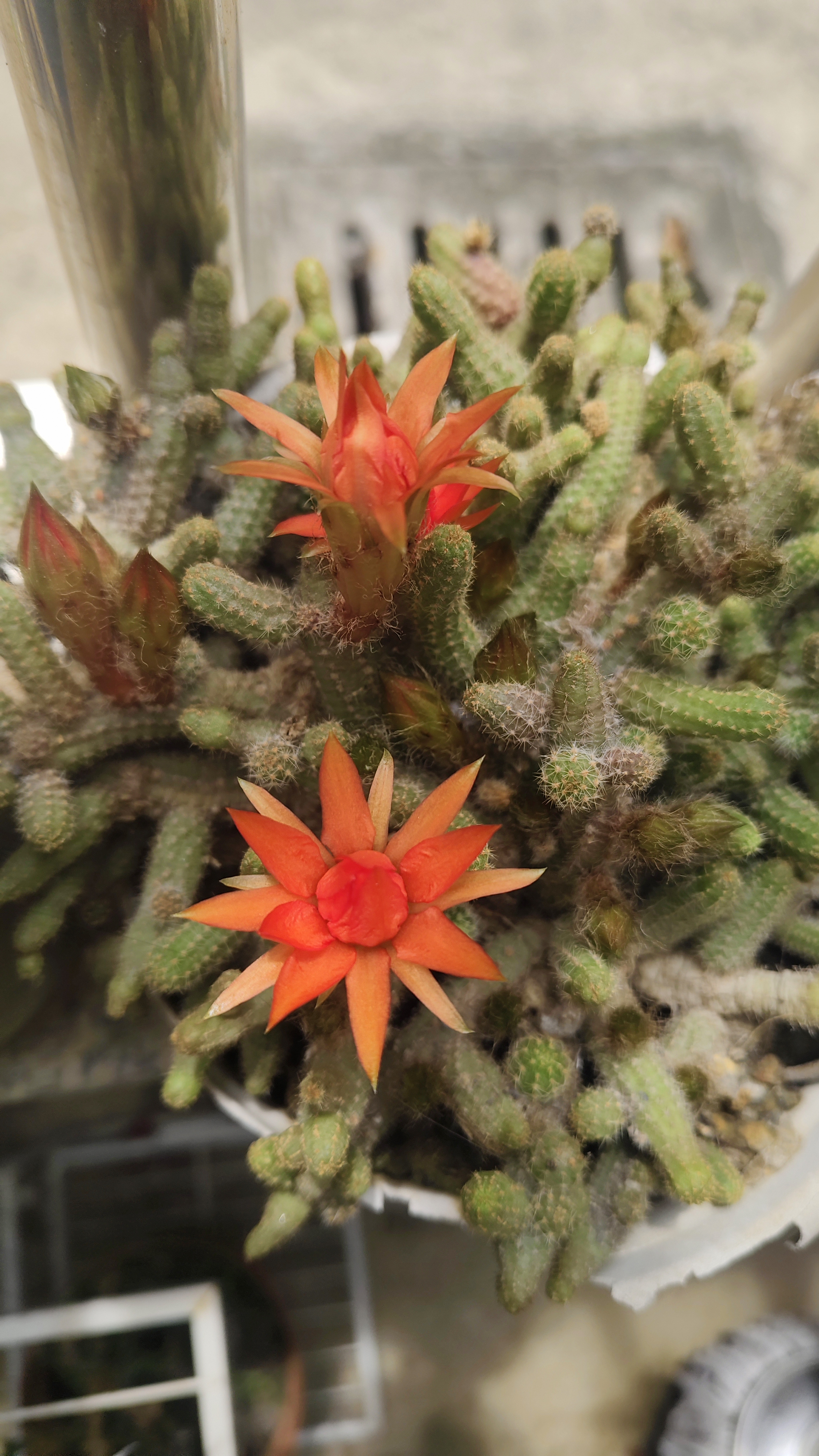 开花的仙人柱,每年都要开一次花