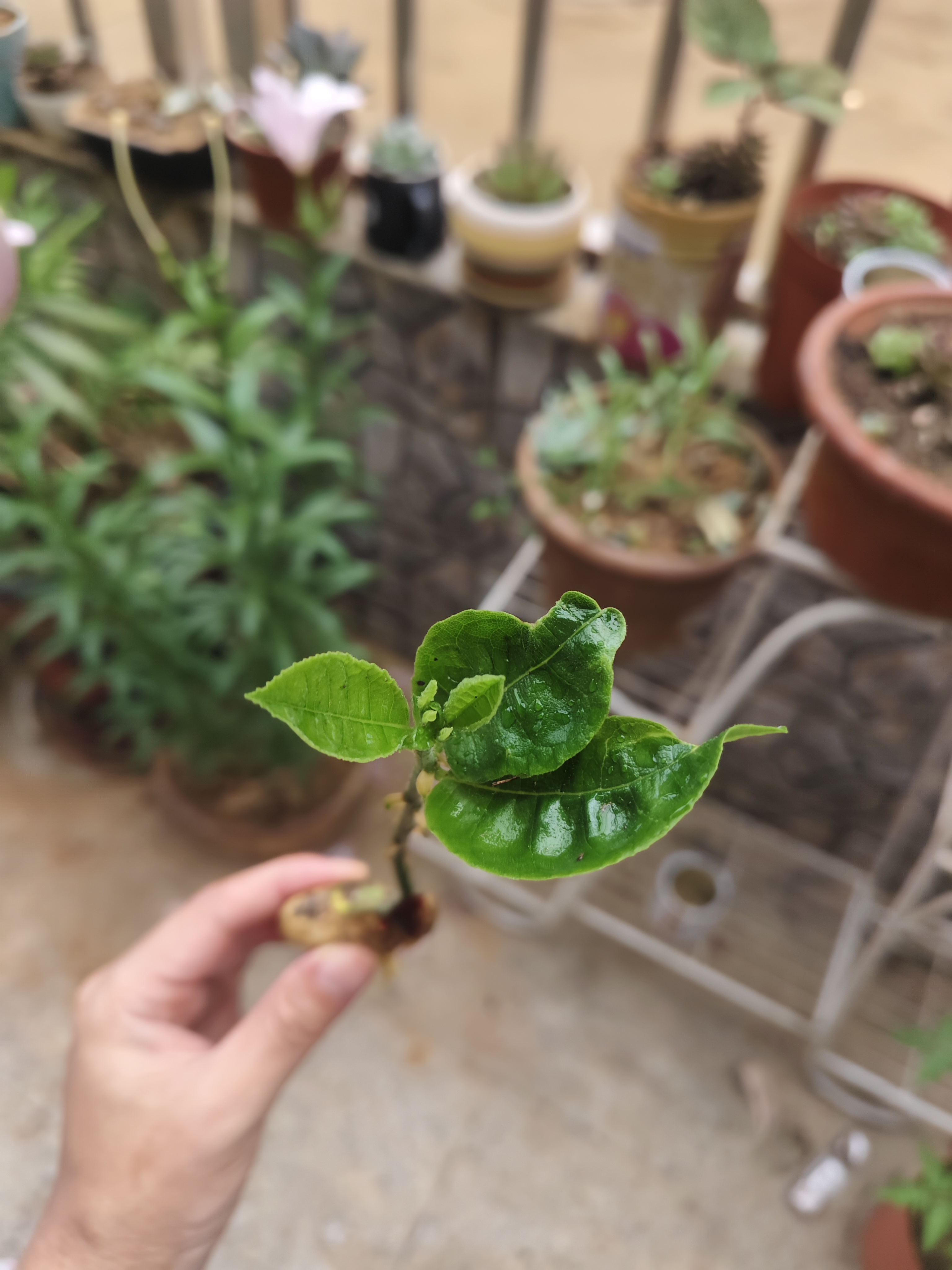 菠萝蜜发芽了放在绿化带里的种子发芽了