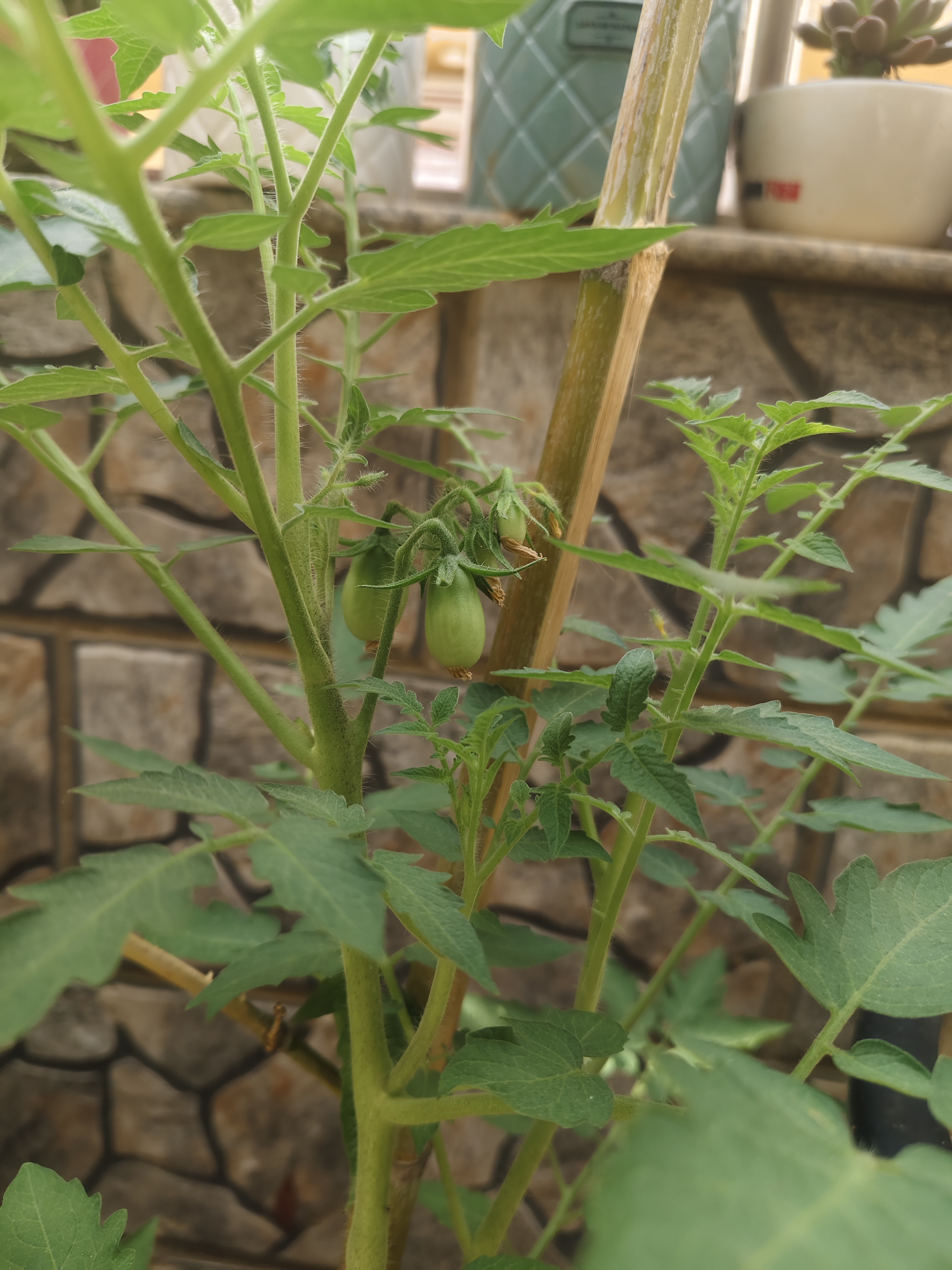 同事给的番茄秧,不知道什么品种. 感觉有点疯长苗苗,婆婆帮我打头了