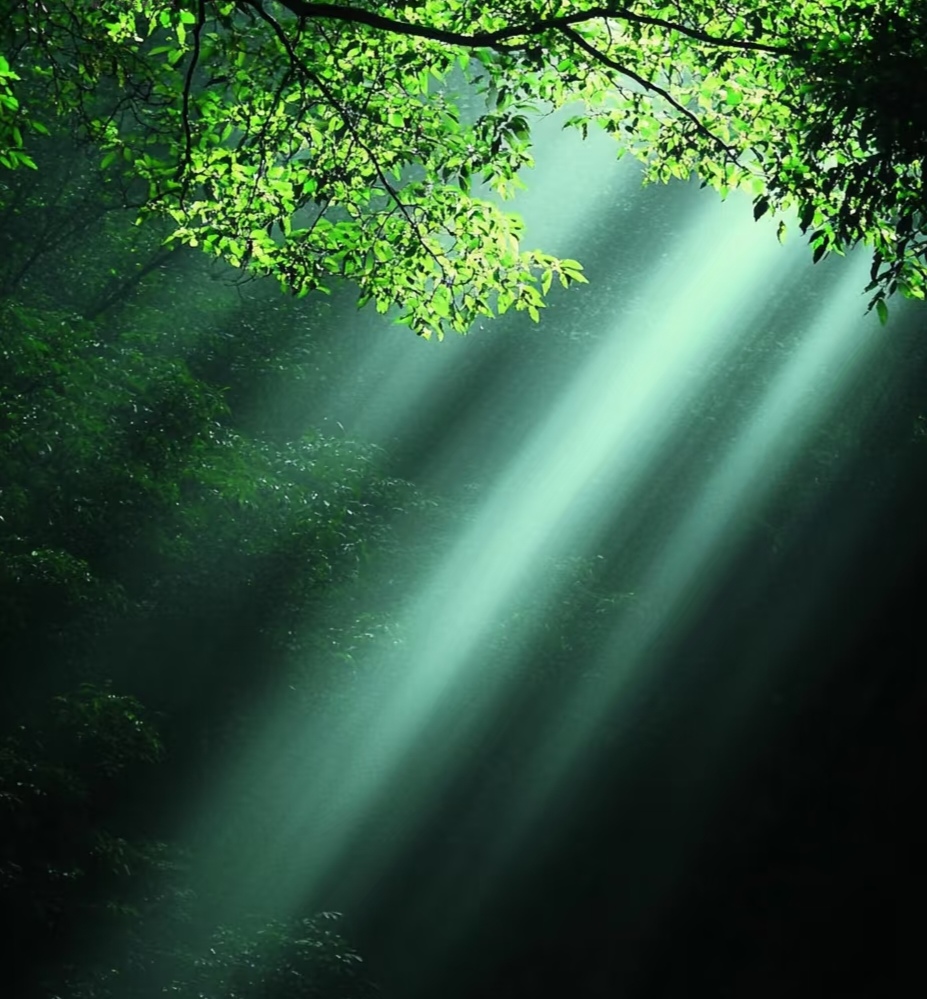 阳光穿透茂密枝叶,洒下缕缕光束,在幽深林间绘出神秘光影画卷