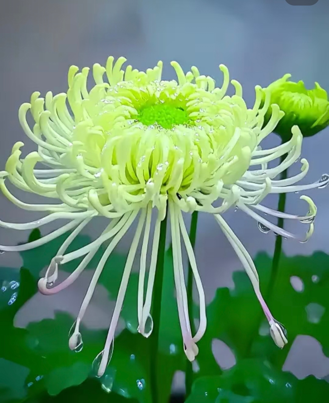 菊花代表什么