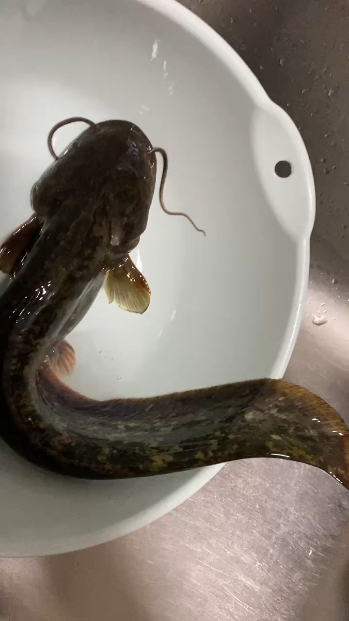 这是从老家带过来的野生鱼,大家知道这是什么鱼吗?