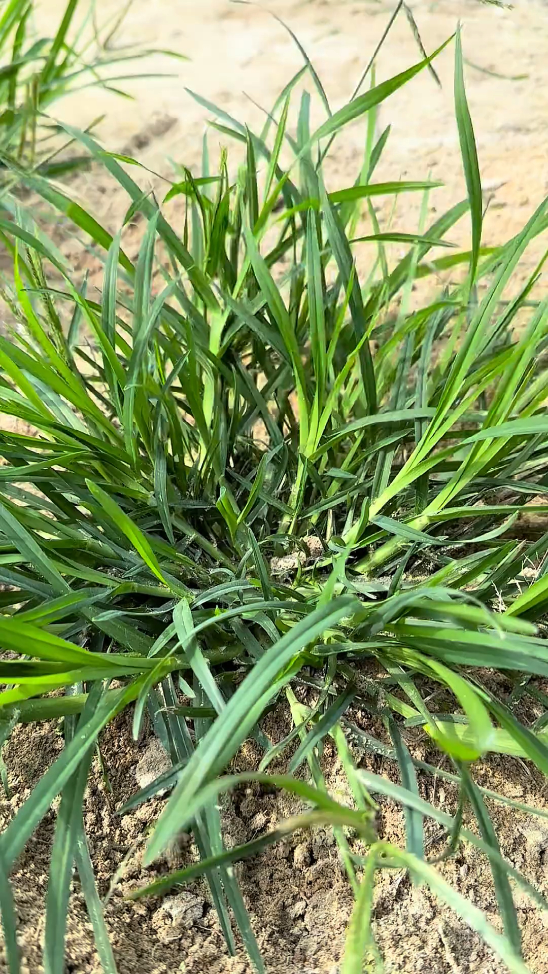 牛筋草和它是好搭档,一起煮水喝,身体舒服,少生病,安稳过春天