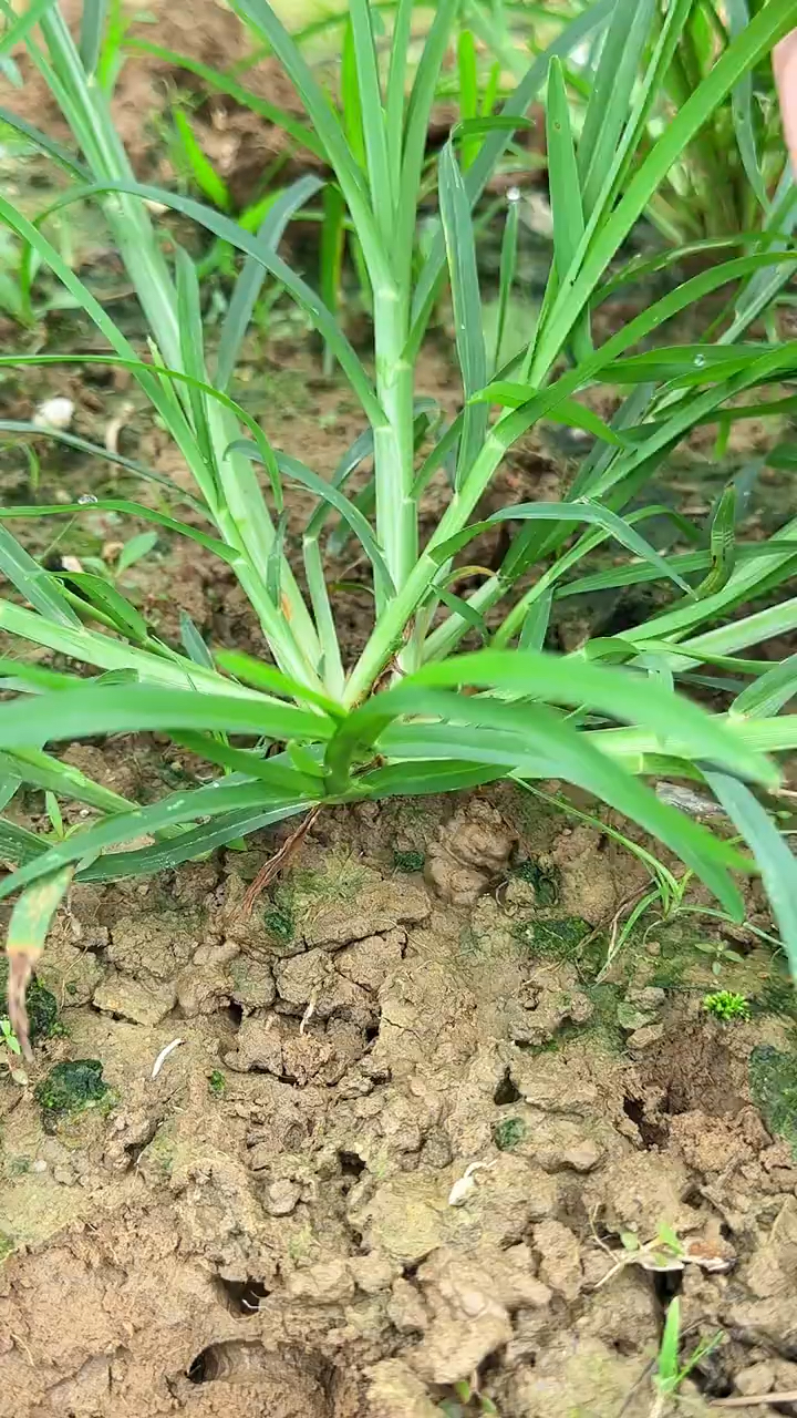 牛筋草和它一起搭配煮水喝,调养身体,少生病,老祖宗的土方法