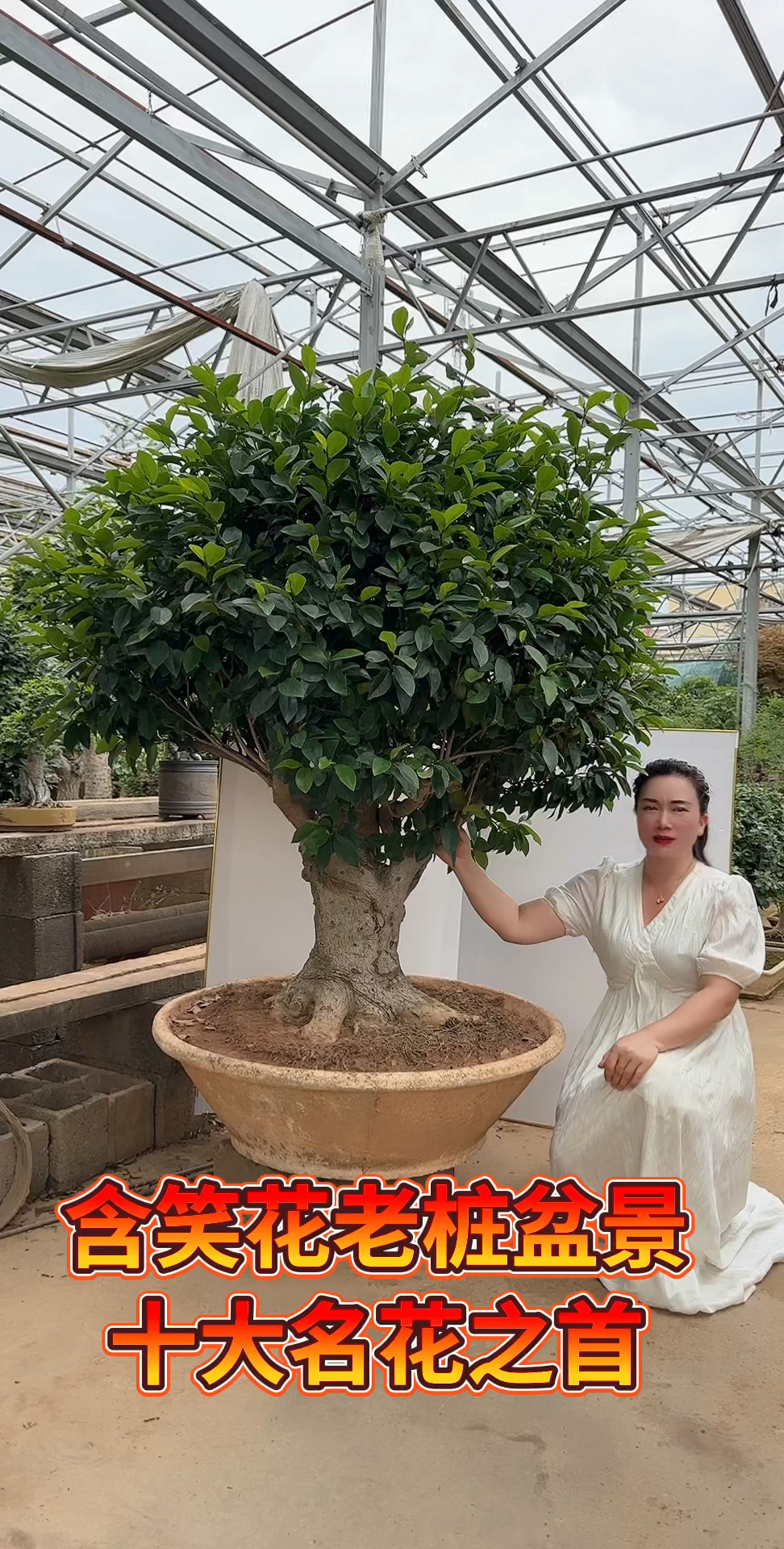 十大名花之首,含笑老庄盆景满树的花苞正在含苞绽放中