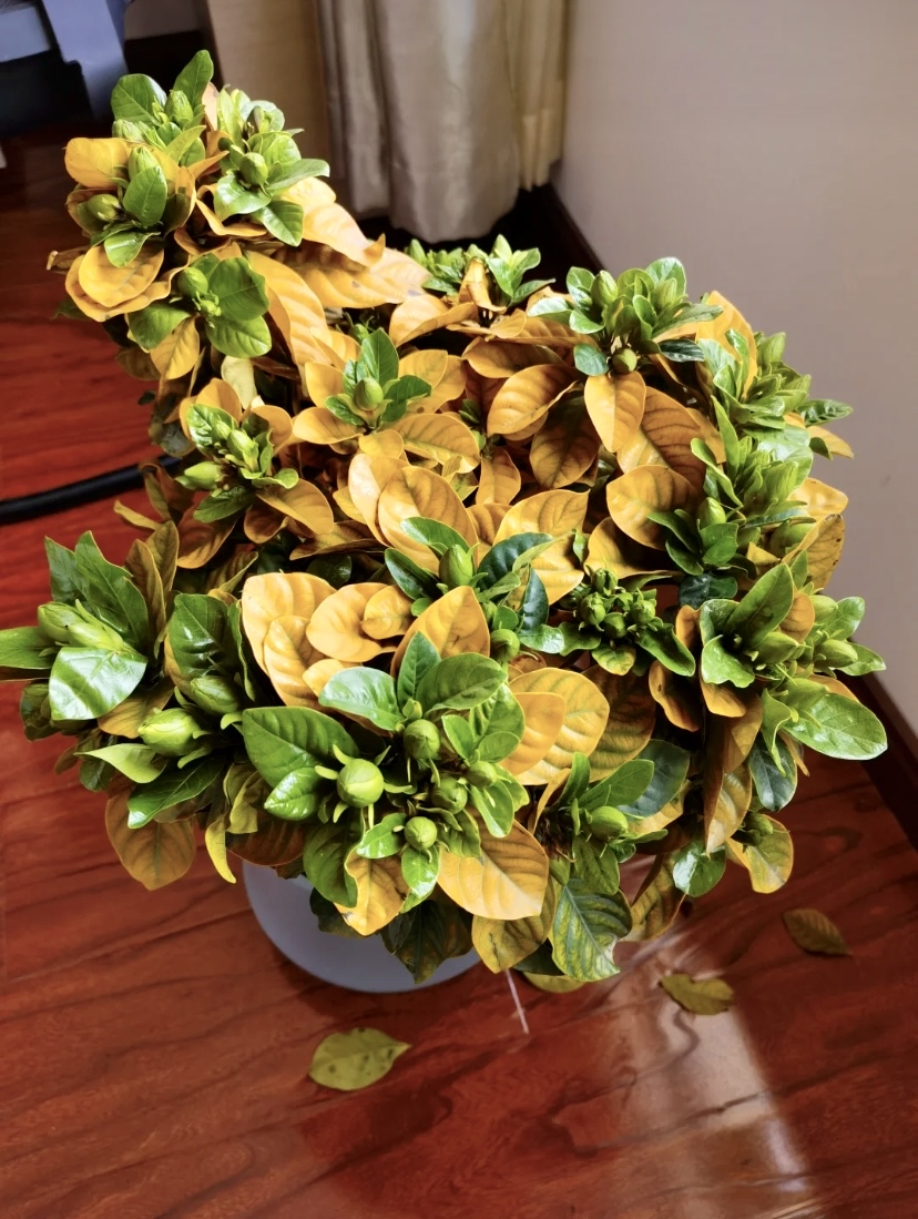 花友拿来一盆叶片全都黄了的栀子花,问我怎么救?