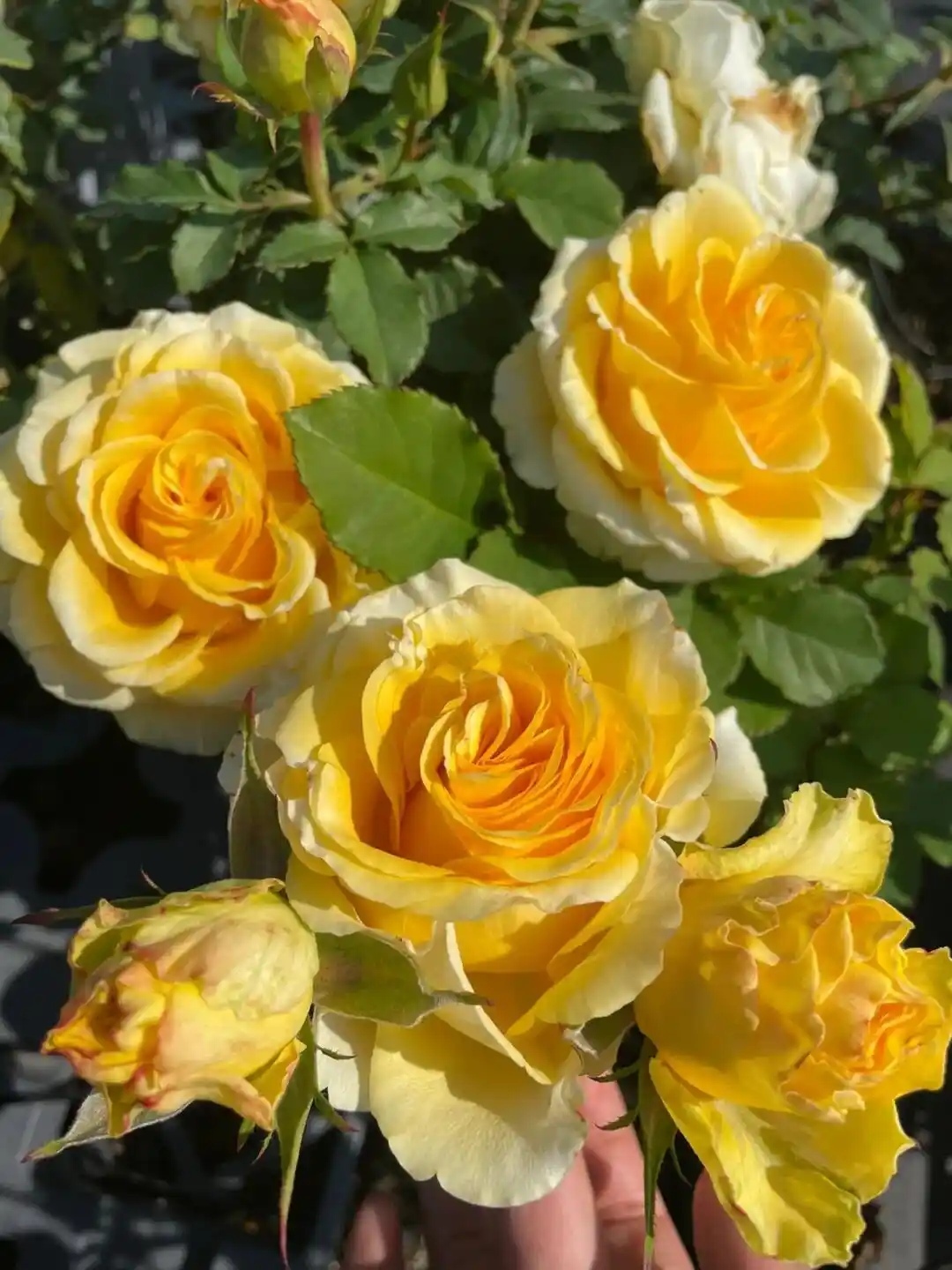 被"贝壳月季"美到失语!这抹金黄才是花园c位密码