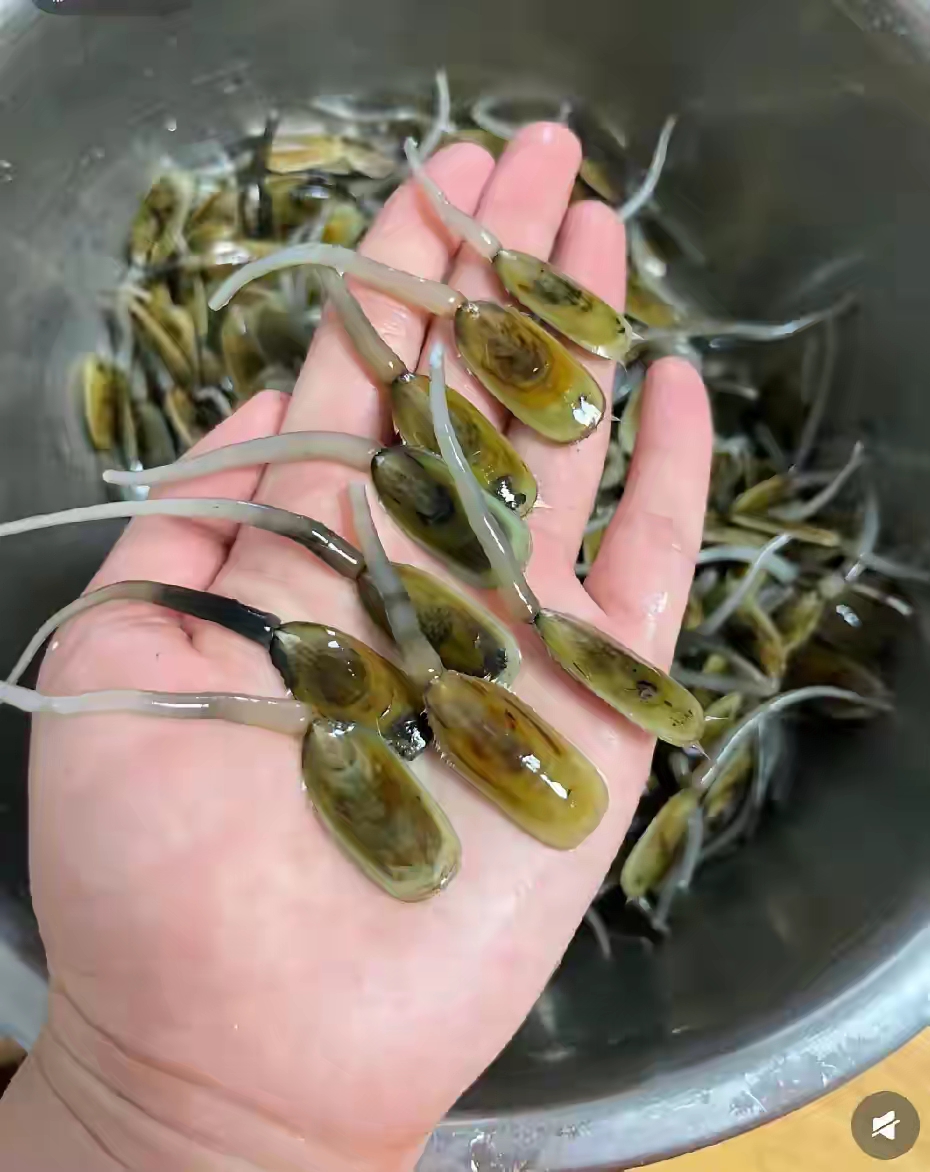 用来煮汤特别好喝,但我不知道是什么东西.有没有知道的呀?