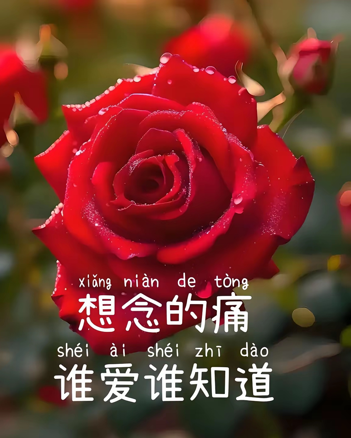 什么花代表思念