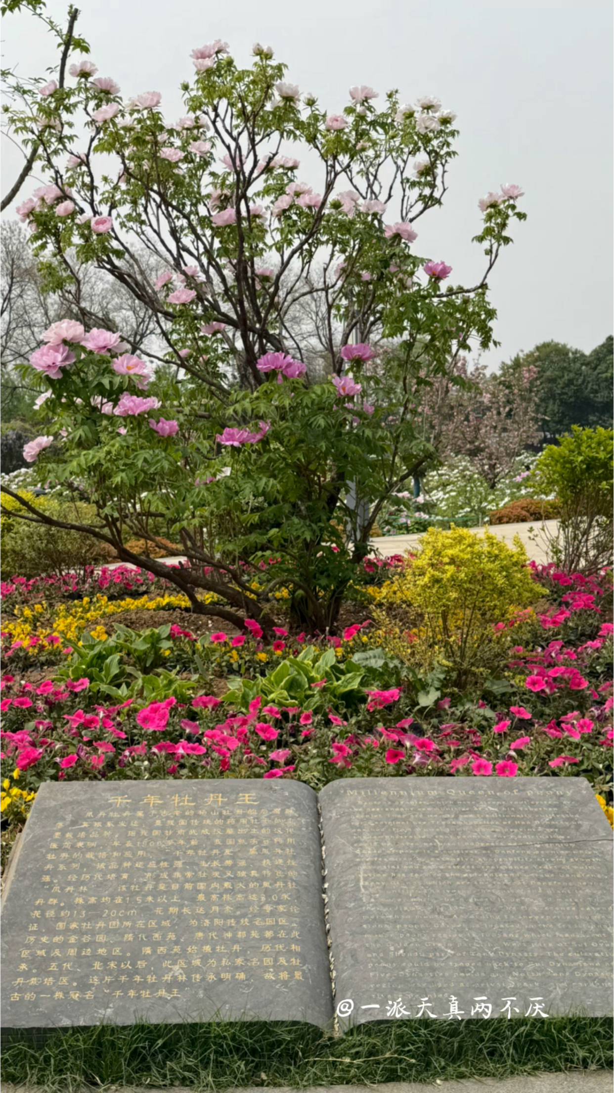 洛阳国家牡丹园之千年牡丹王
