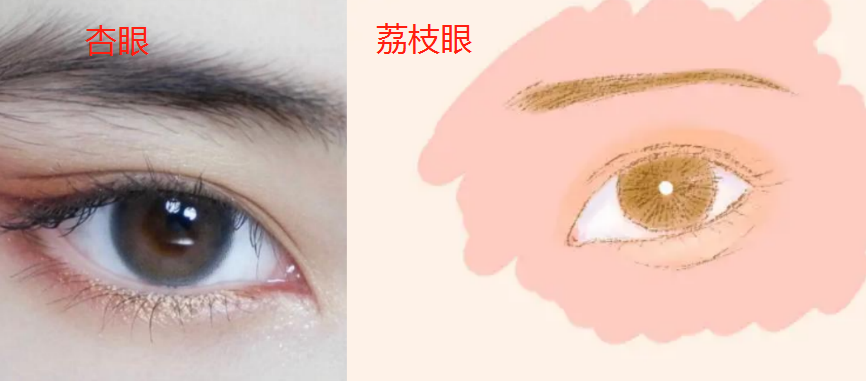 荔枝眼和杏眼怎么区别图片