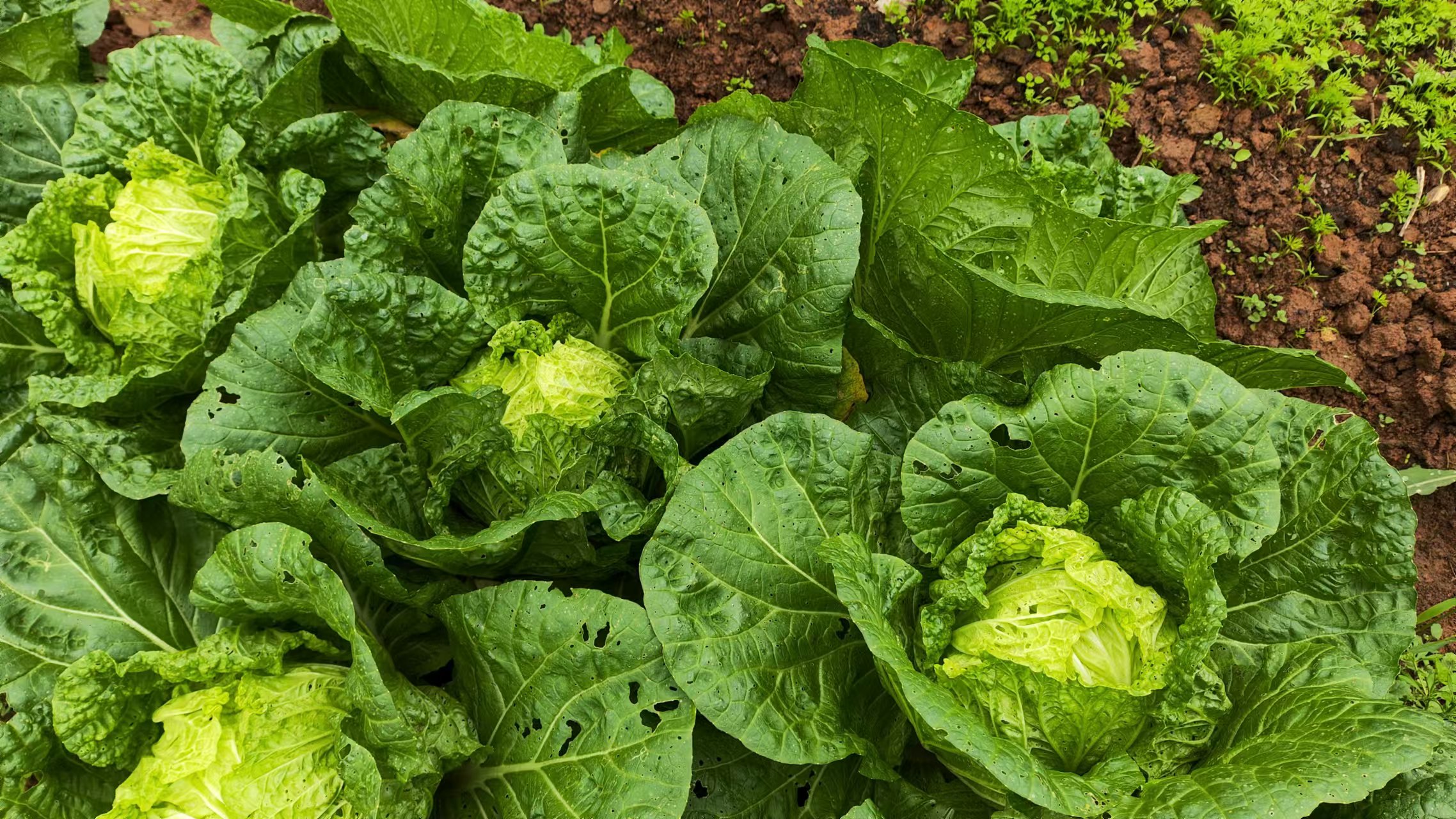 南北大白菜过冬指南:看懂气候信号,轻松应对两种寒冬